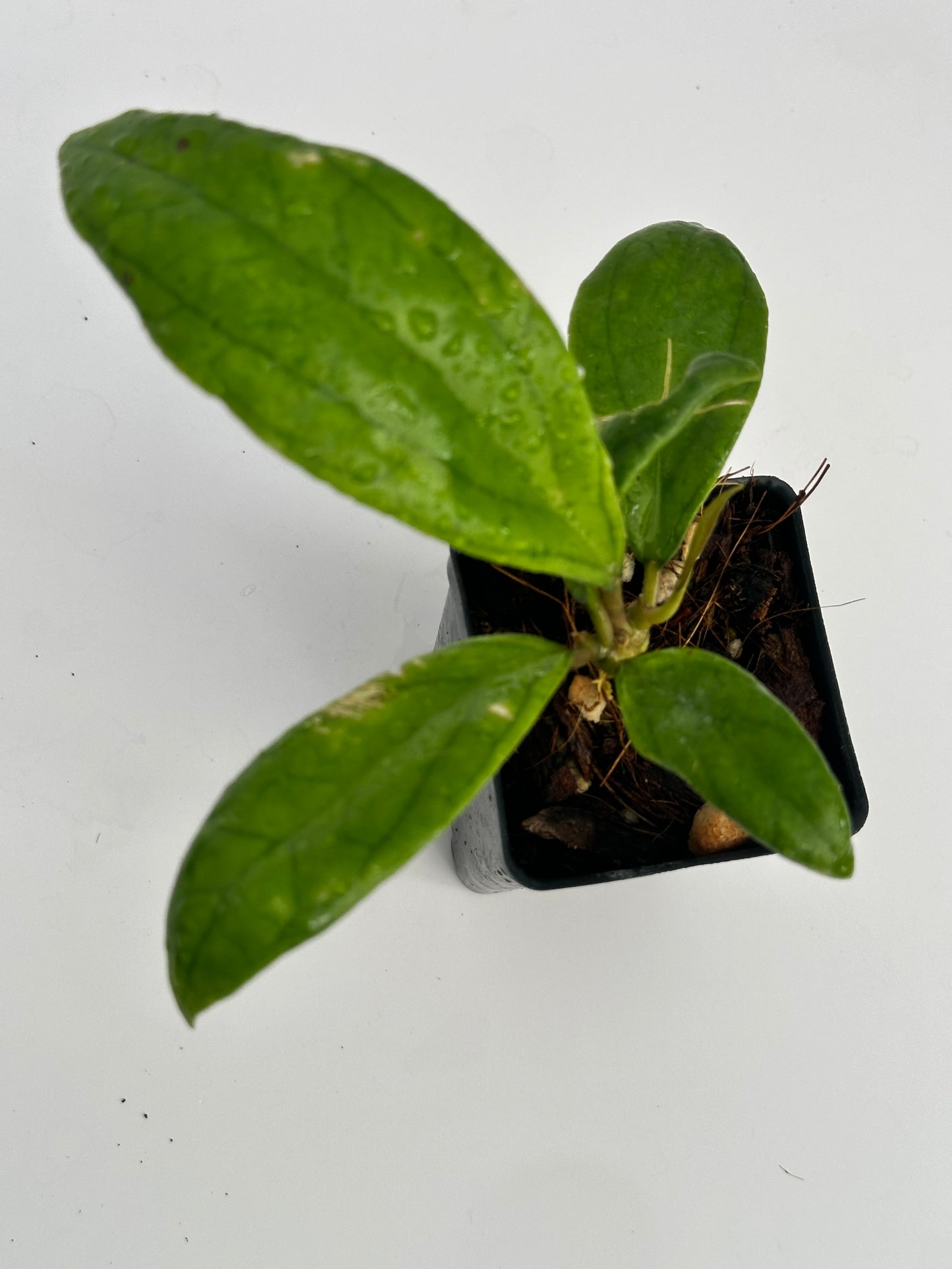 Hoya RHM 1307