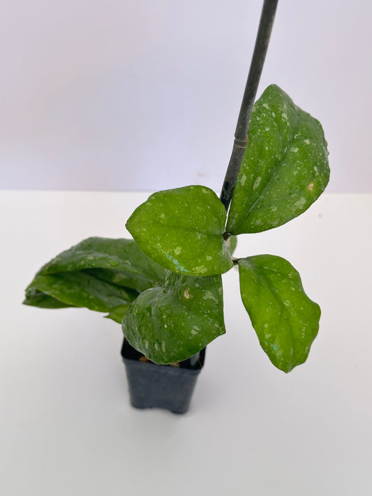 Hoya Seedling from ‘Priktai’