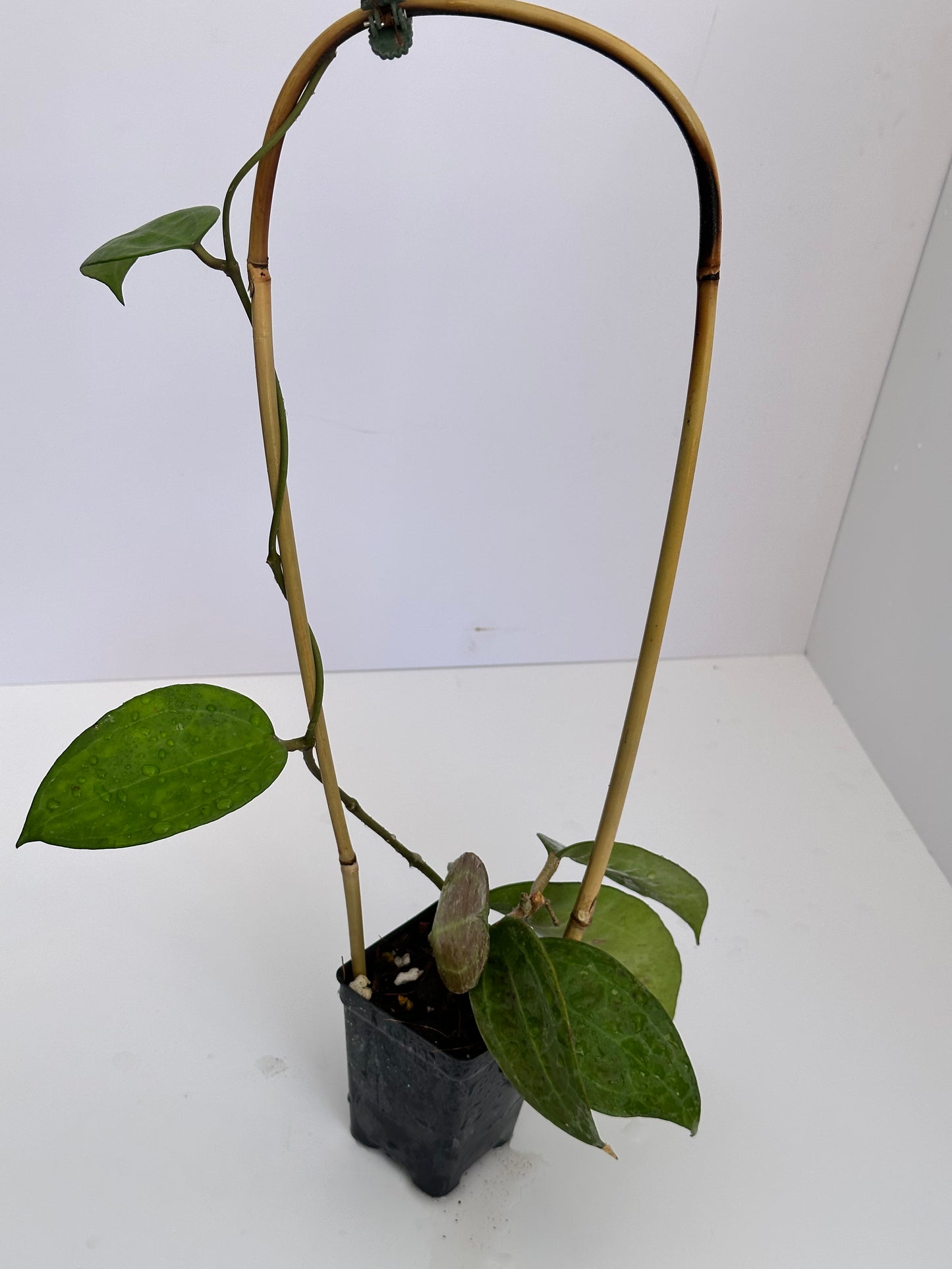 Hoya sp. IV from WMZ