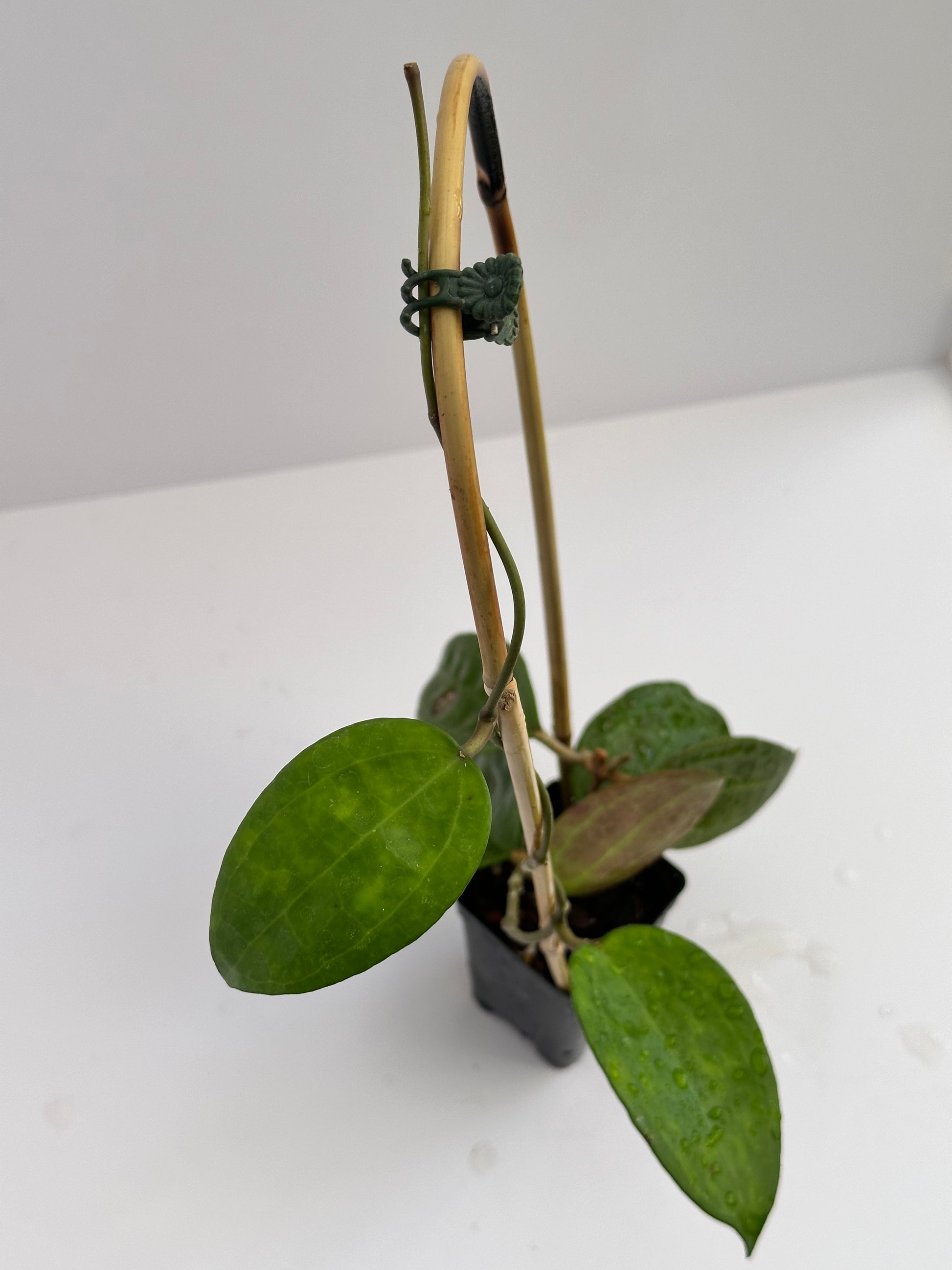 Hoya sp. IV from WMZ – Nest Tropicals Hoya sp. IV from WMZ – Nest Tropicals