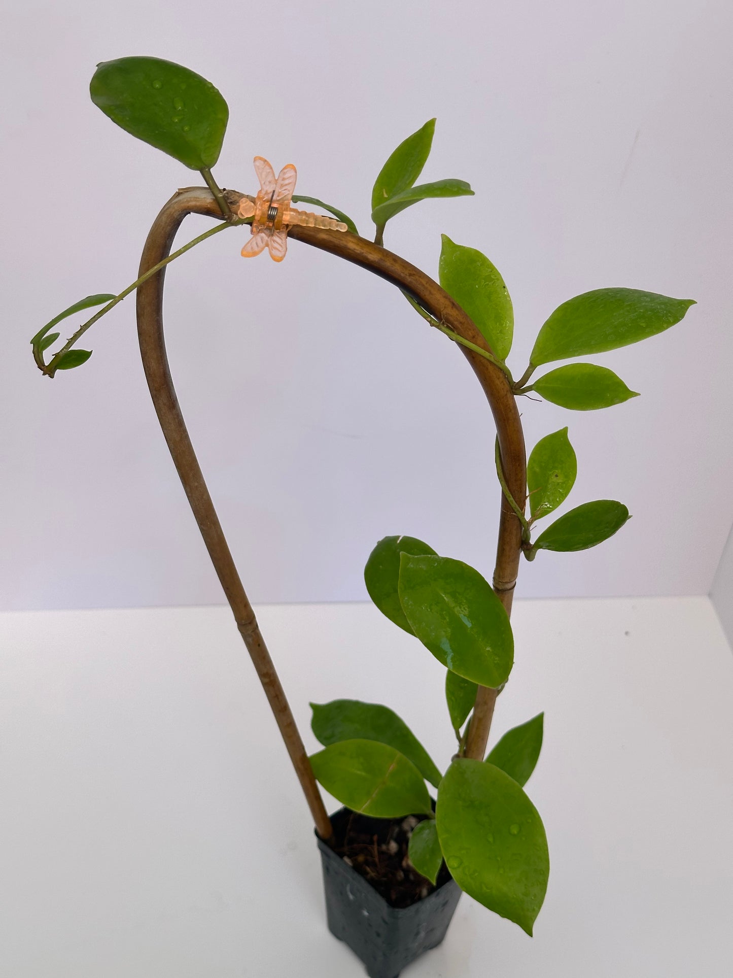 Hoya ‘Vorapol’
