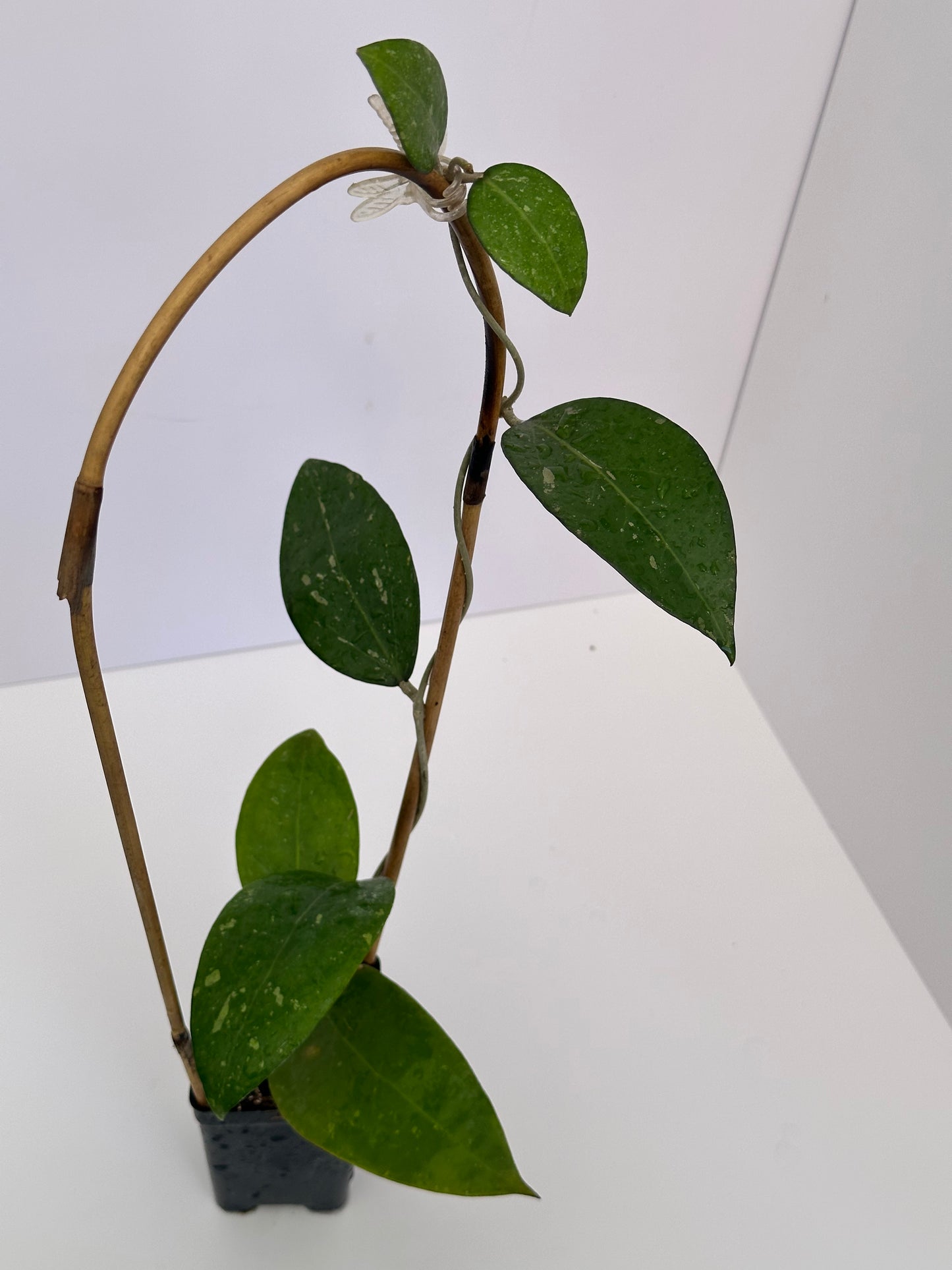 Hoya KSB 02