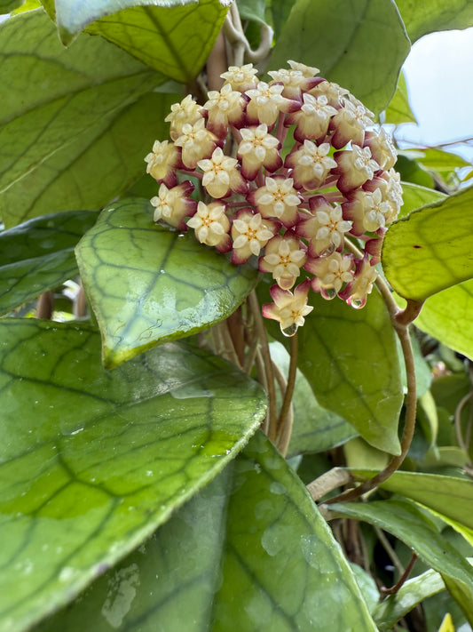 Hoya RHM 1040