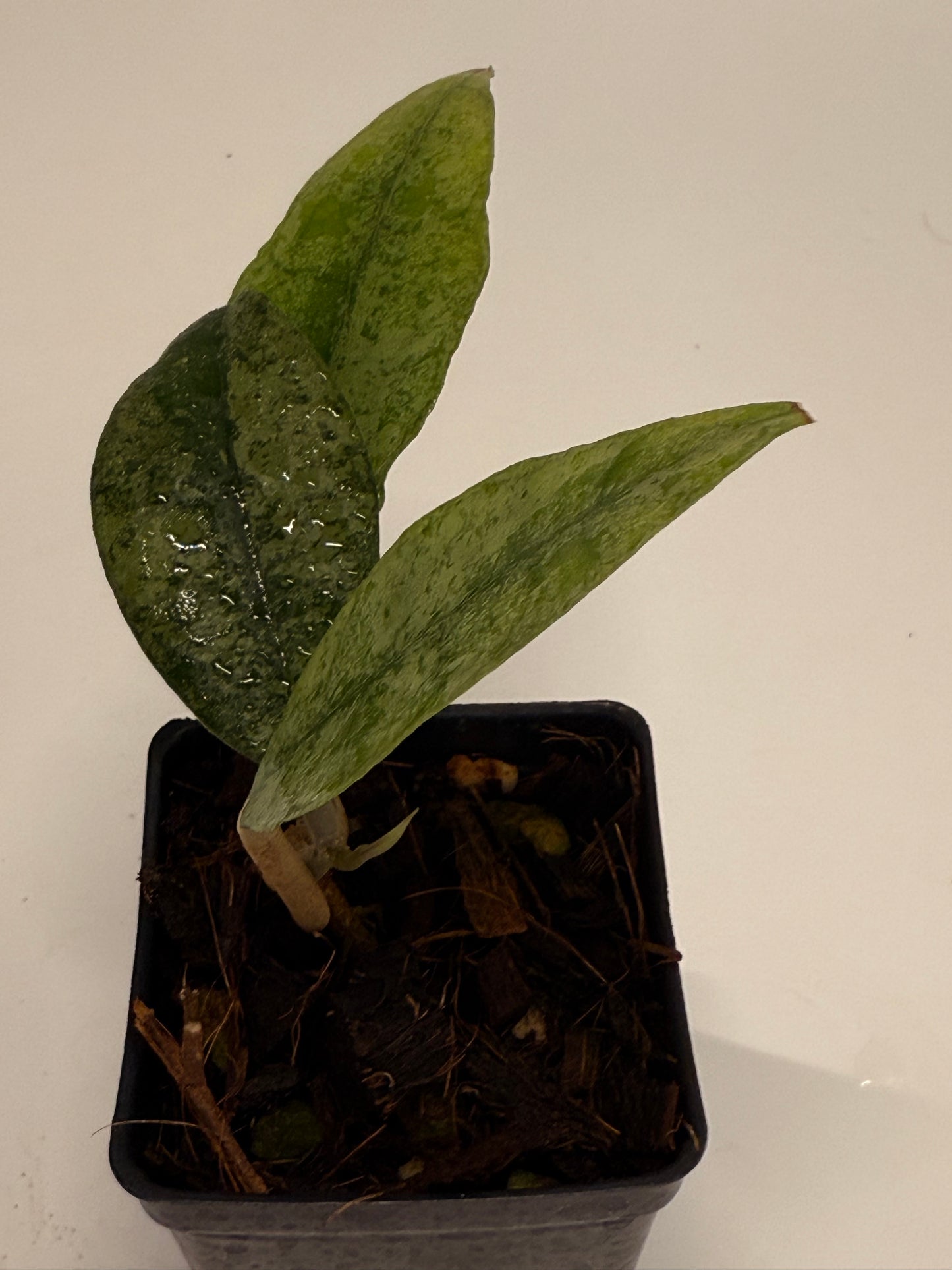 Hoya finlaysonii Panggha (silver)