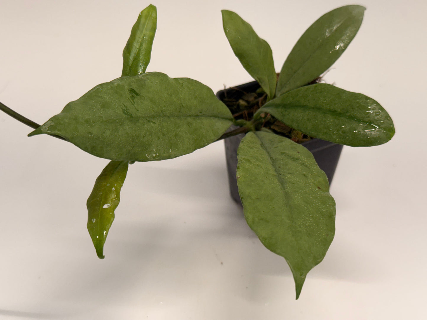 Hoya griffithii (silver)