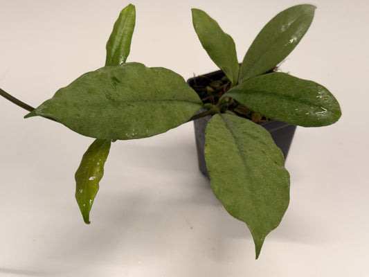 Hoya griffithii (silver)