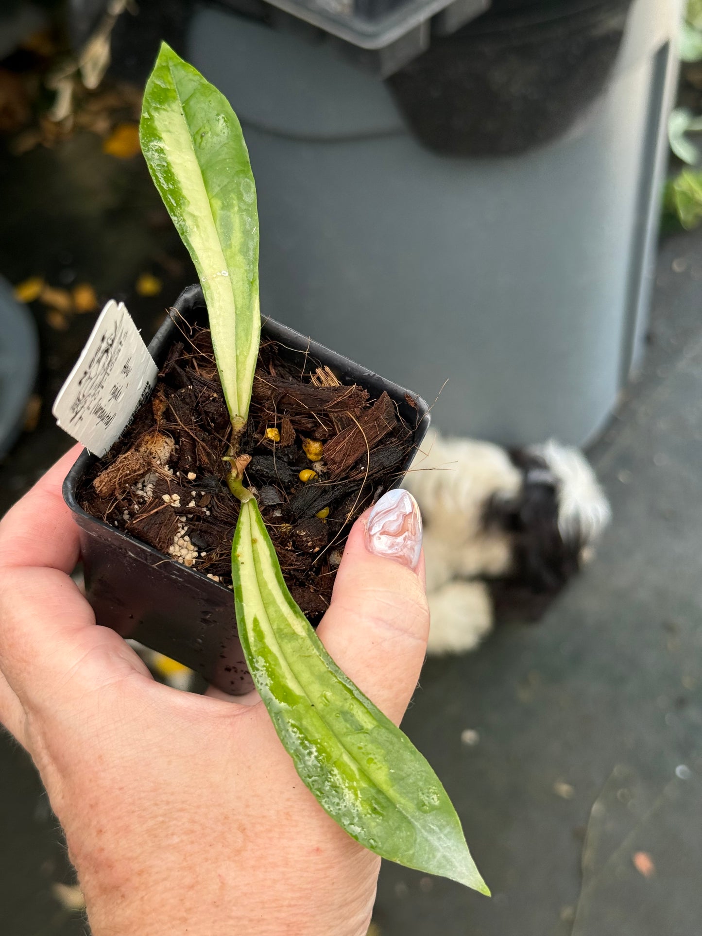 Hoya rigidifolia (variegated)