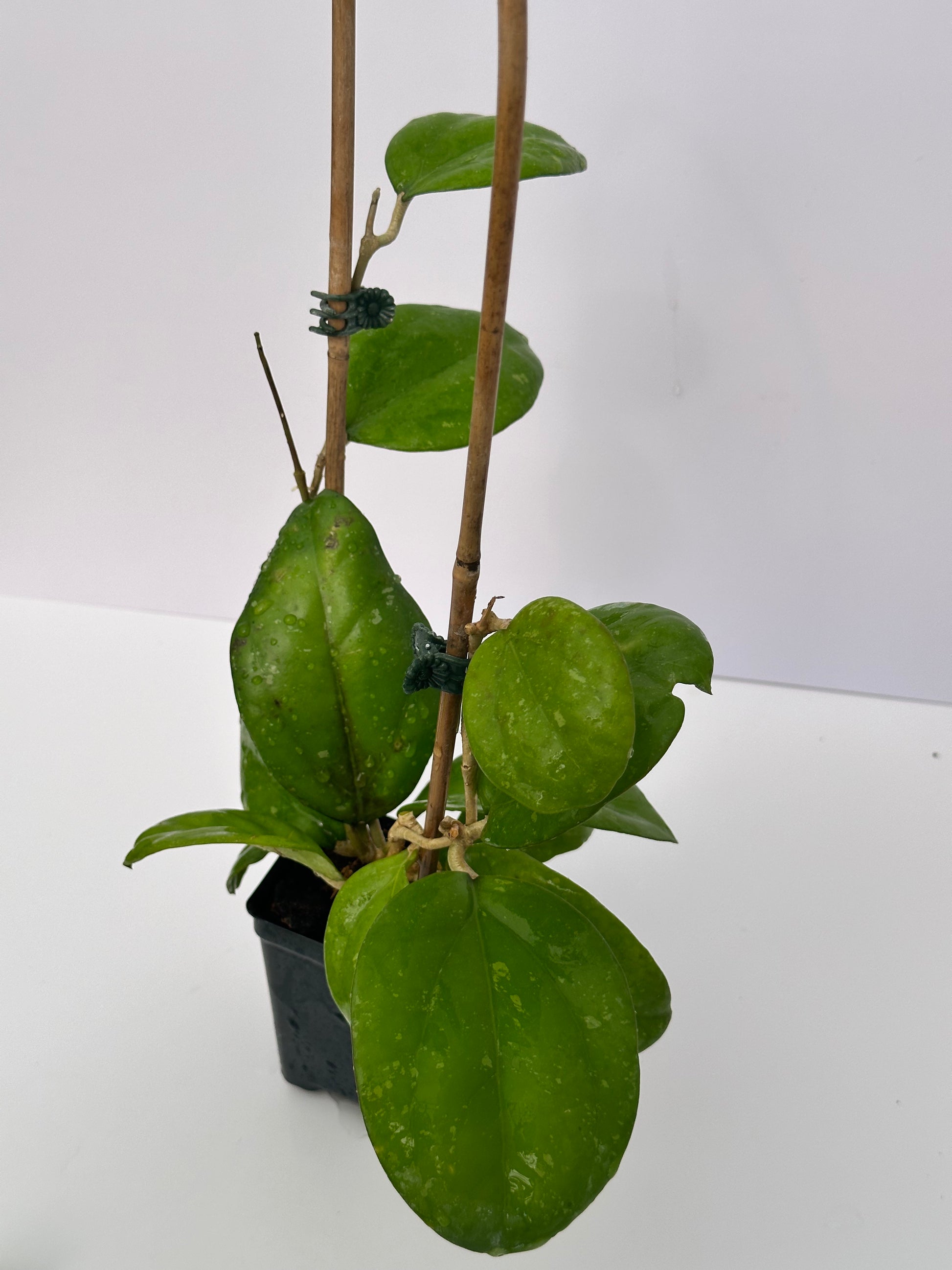 Hoya AH 035 – Nest Tropicals Hoya AH 035 – Nest Tropicals