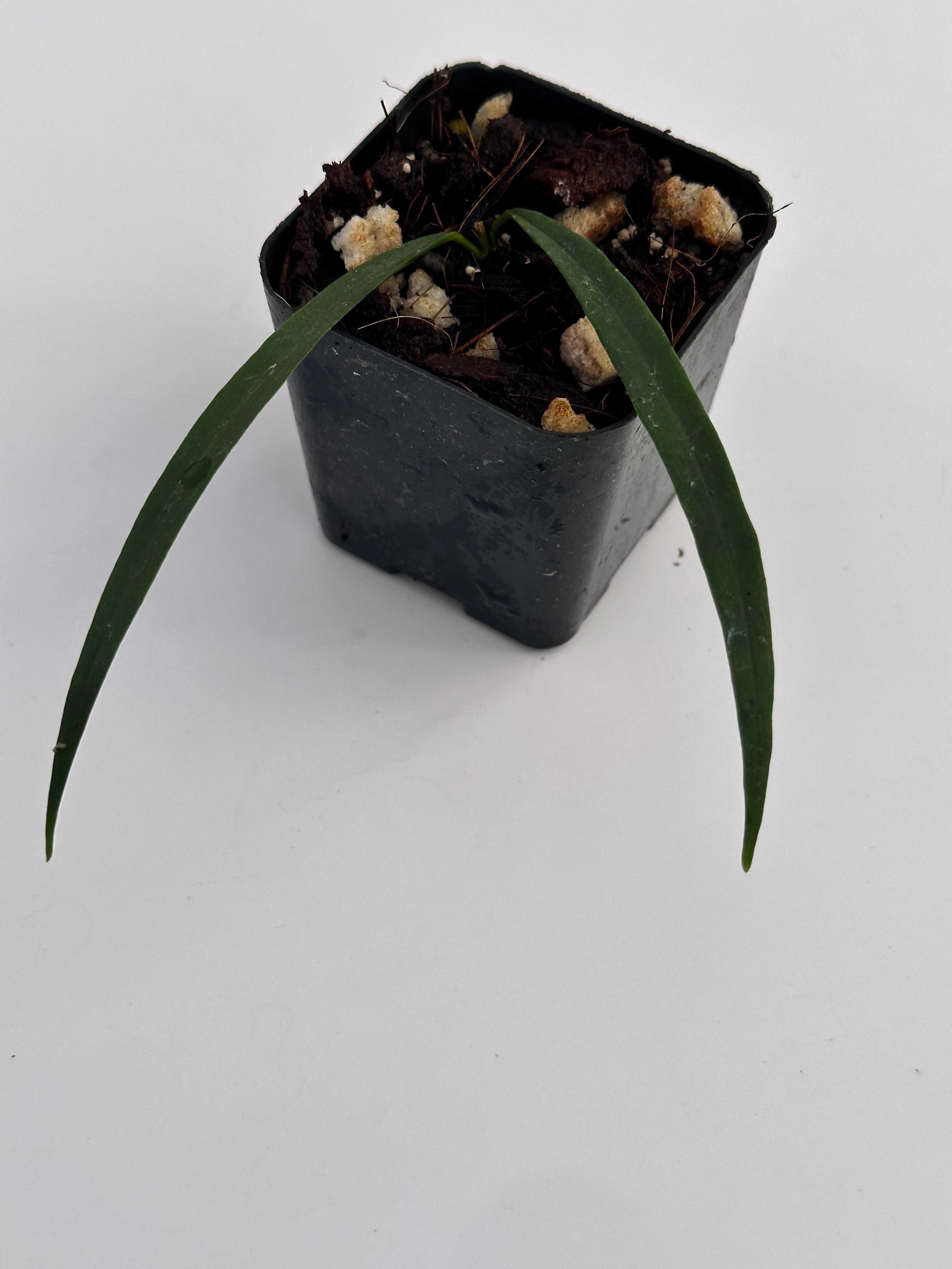 Hoya yvesrocheri NS 16004 Nest Tropicals