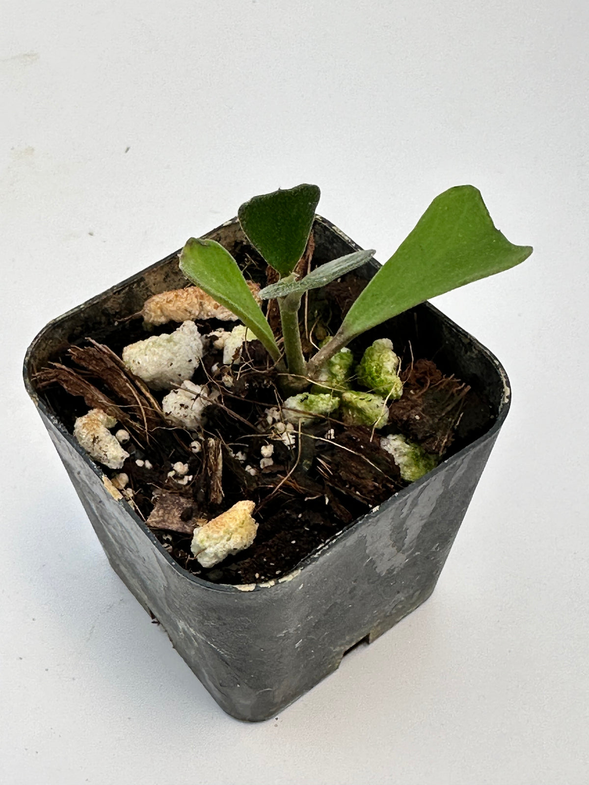 Hoya manipurensis