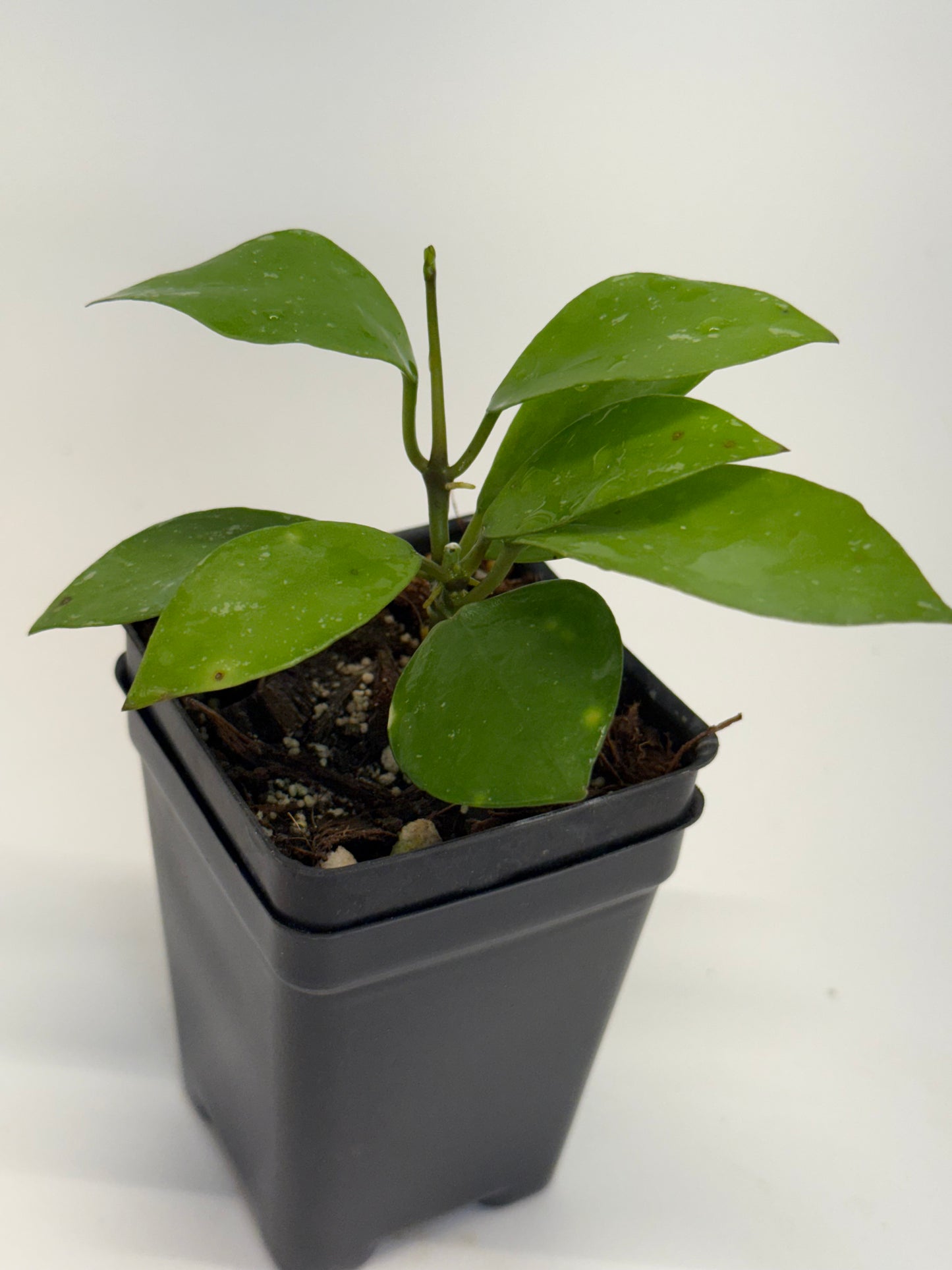 Hoya ‘Chubby Bunny’ RHI 402