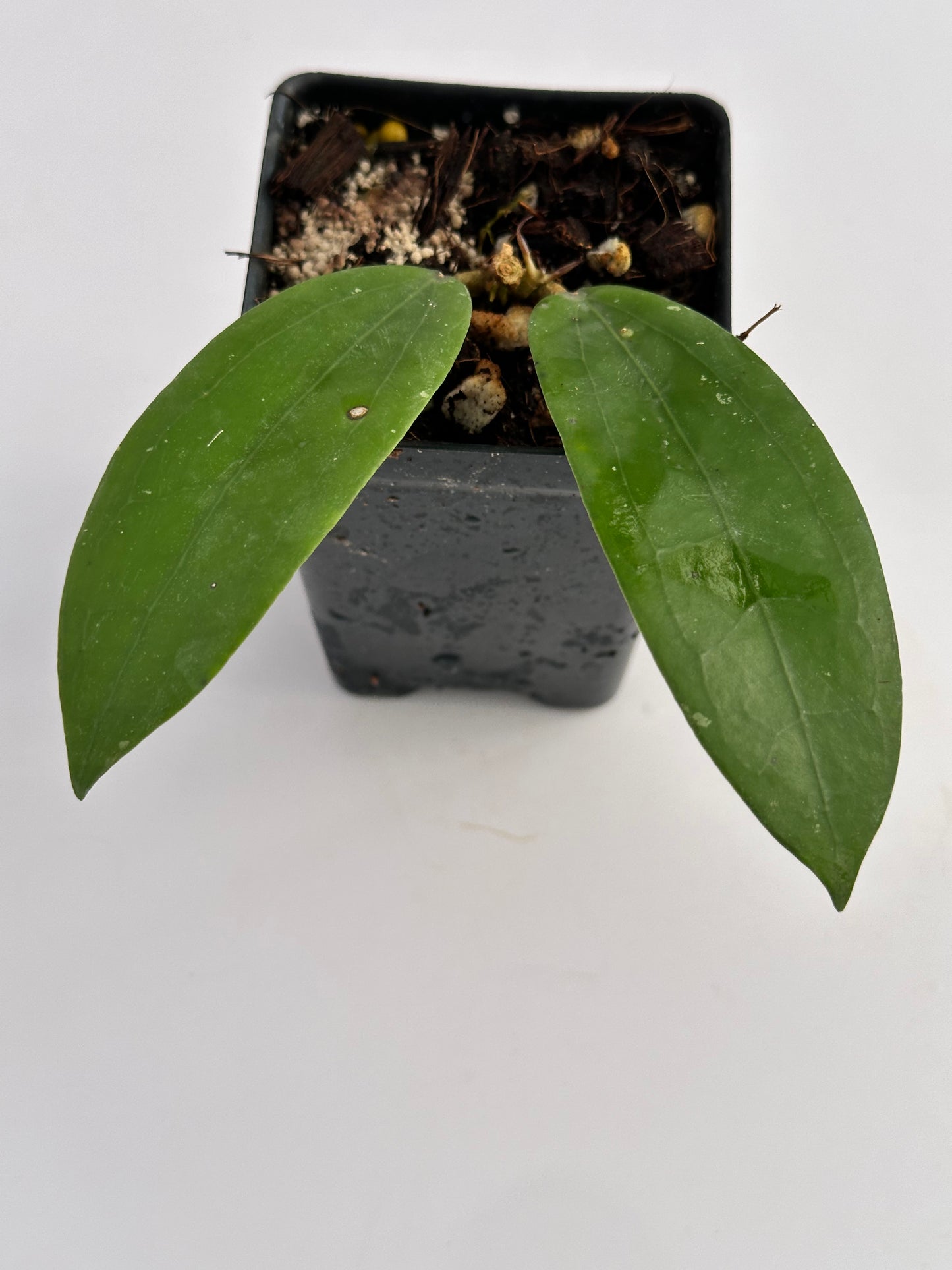 Hoya erythrina (pink) x verticillata