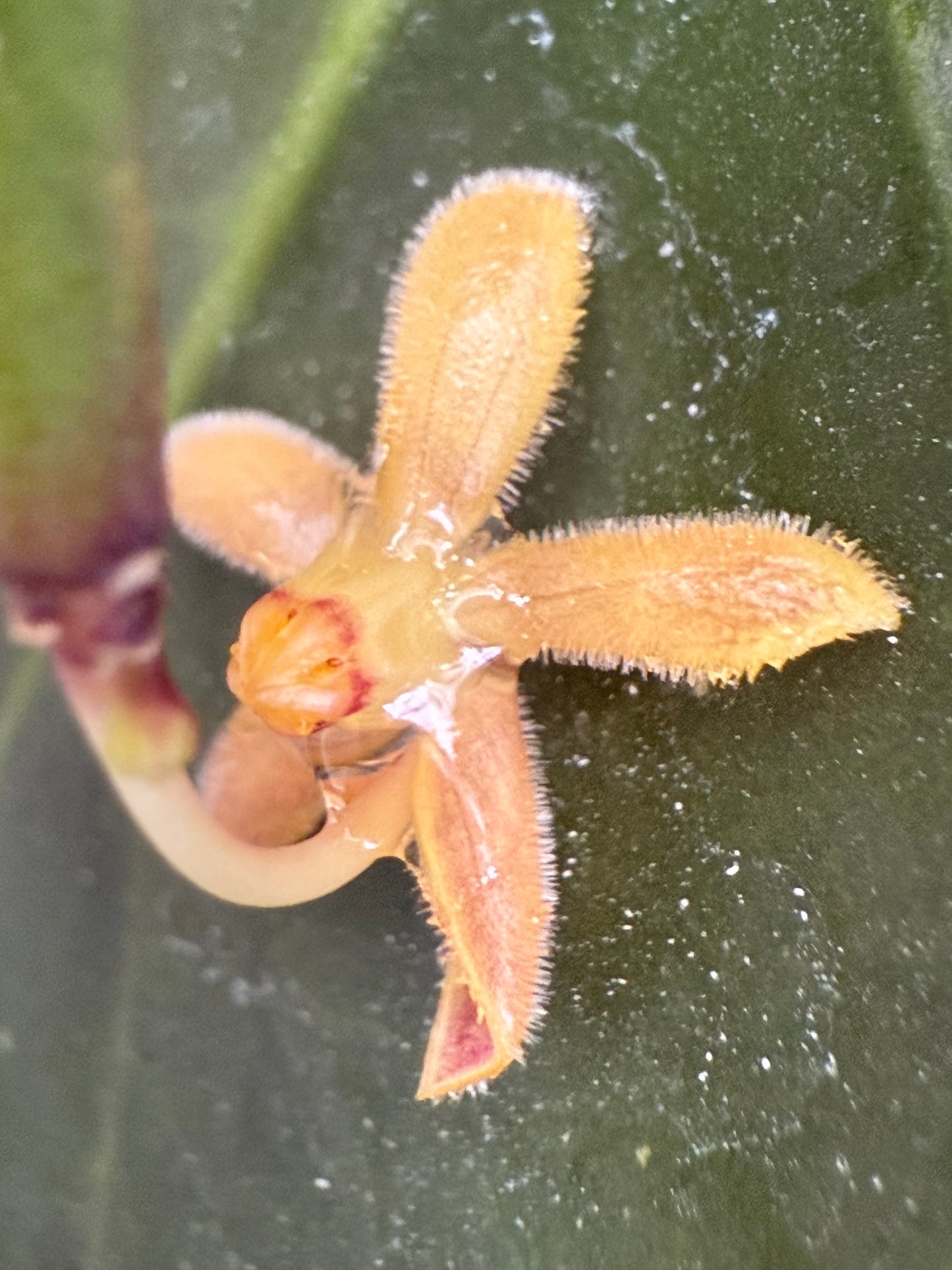 Hoya retrorsa