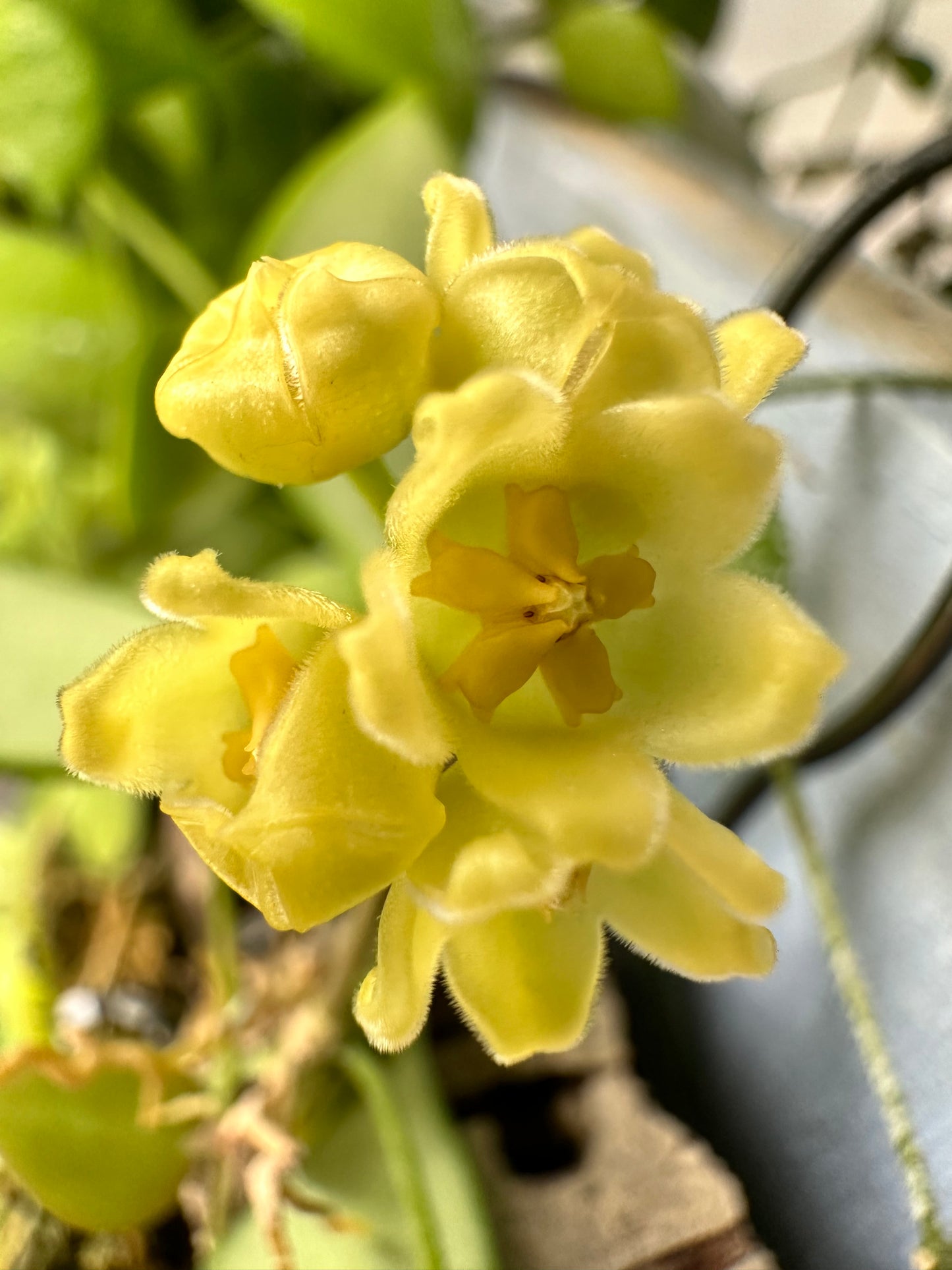 Hoya ‘Noona’ NN 031701 (yellow)