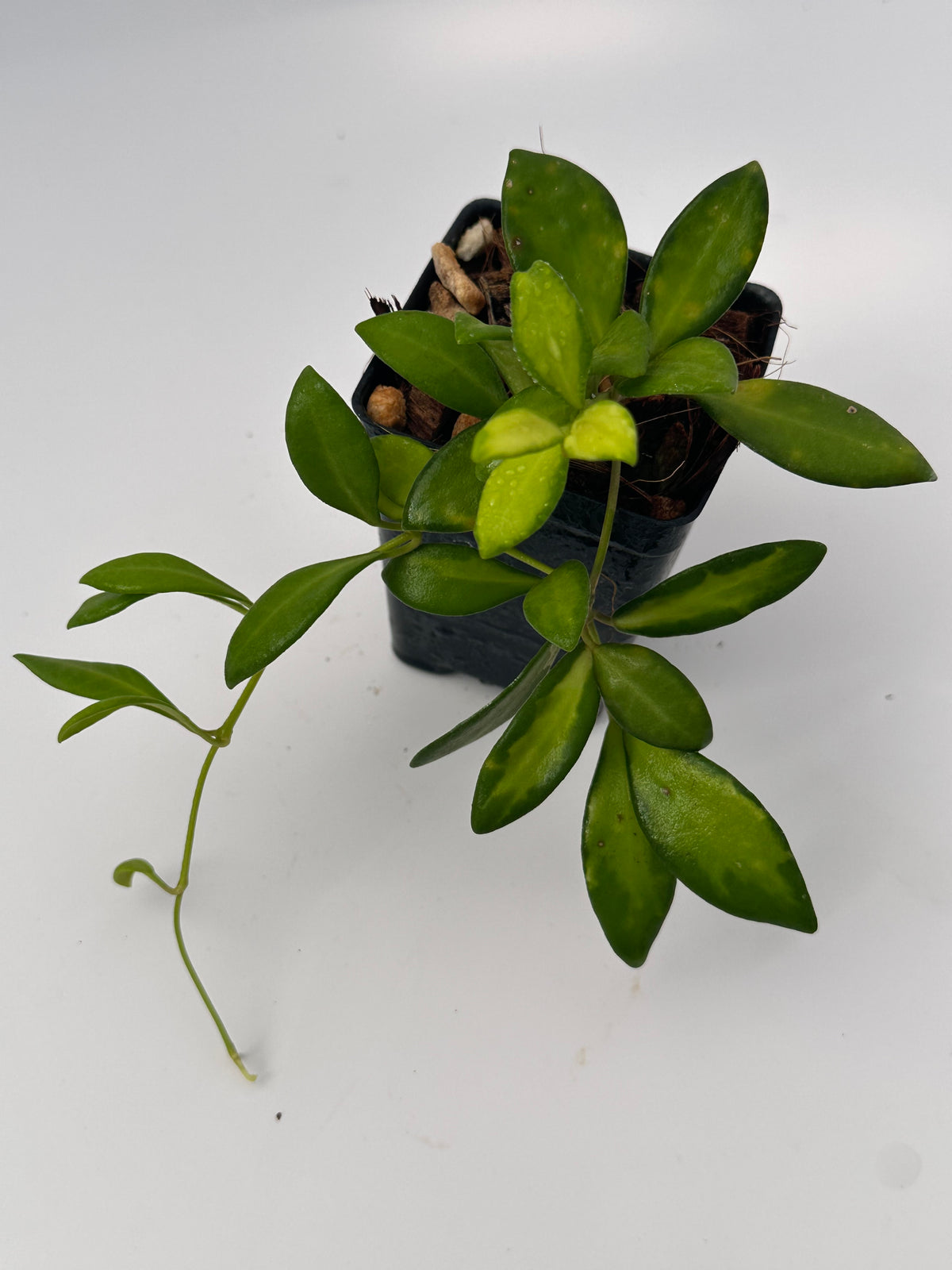 Hoya sp. aff. burtoniae Variegata - TrópusiNövény Hoya sp. aff. burtoniae Variegata - TrópusiNövény