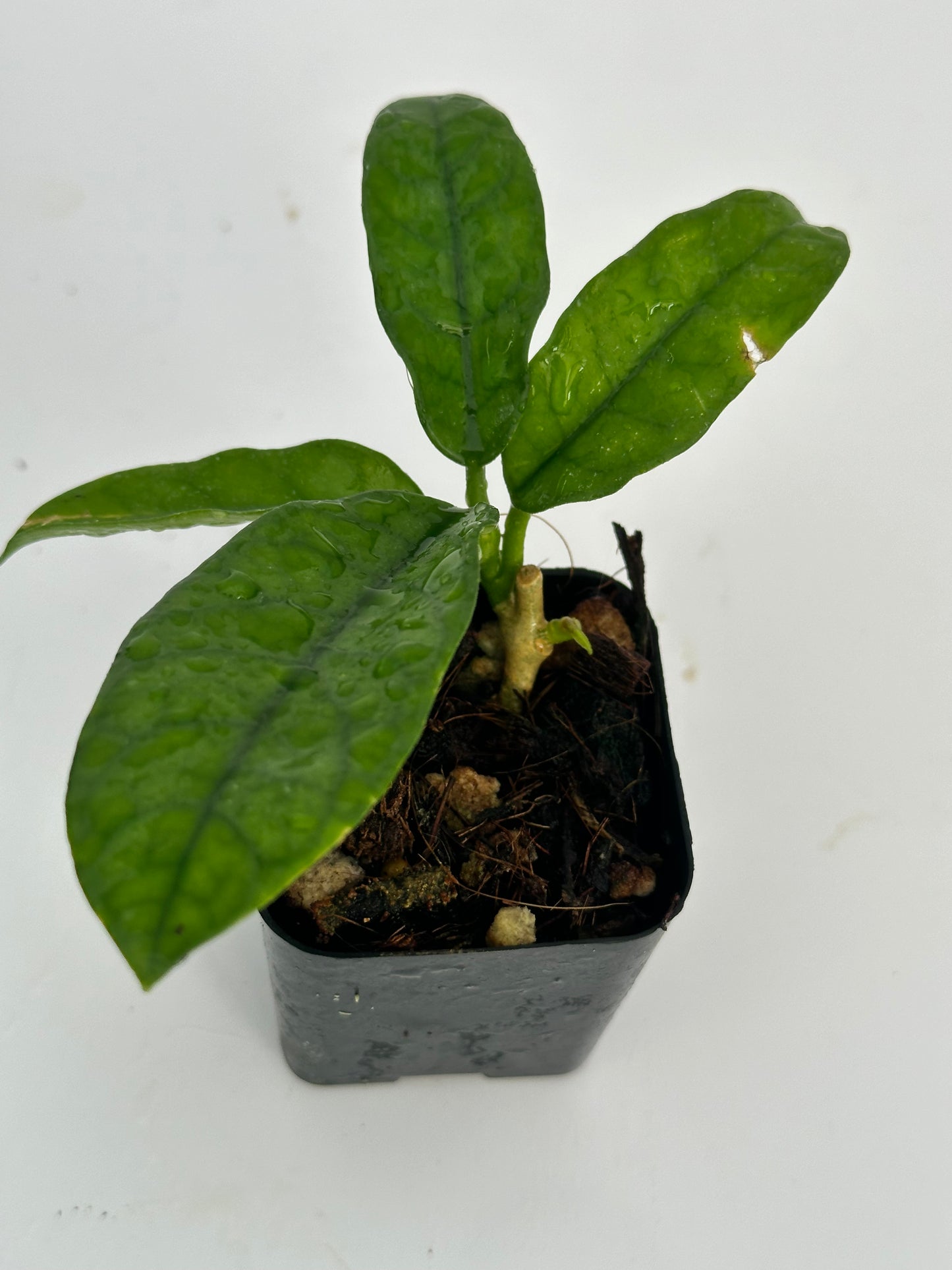 Hoya sp. Mutuo