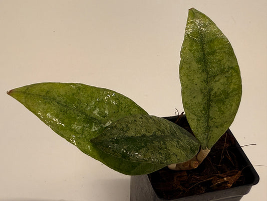 Hoya finlaysonii Panggha (silver)