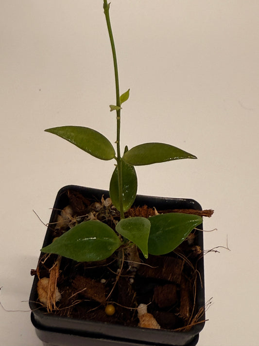 Hoya microstemma NS 11-145