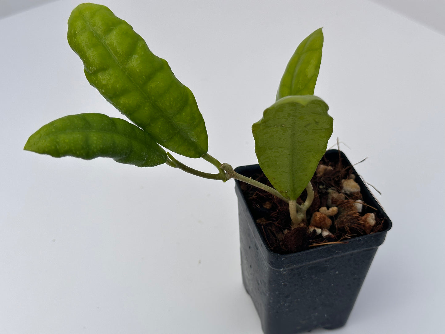 Hoya AH 0037