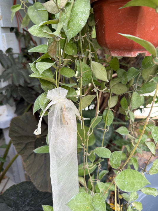 Hoya Seeds (5)