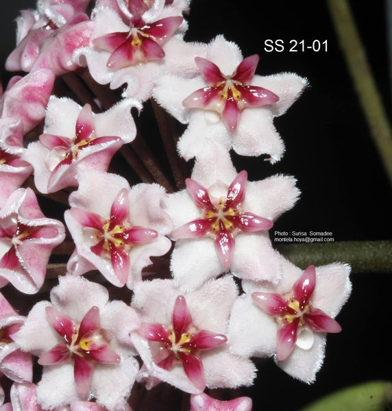Hoya SS 21-01 – Nest Tropicals