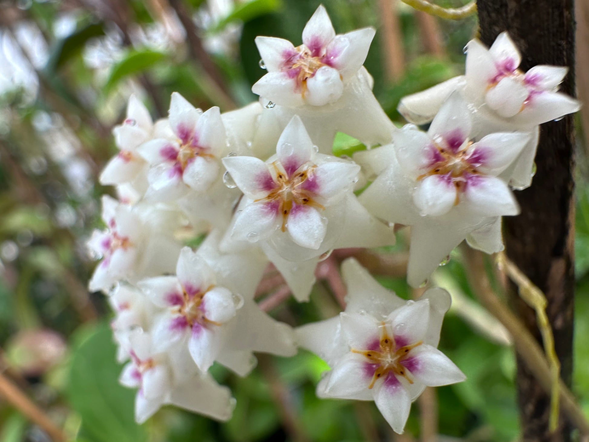 hoya flower seeds Hoya Seeds (10)