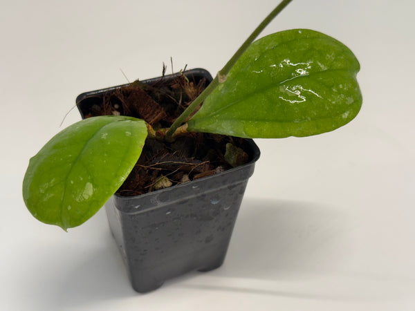 HOYA SP bengkulu sumatra 商談中 Hoya sp. Bengkulu aff. lambii RD DD 00406 – Nest Tropicals