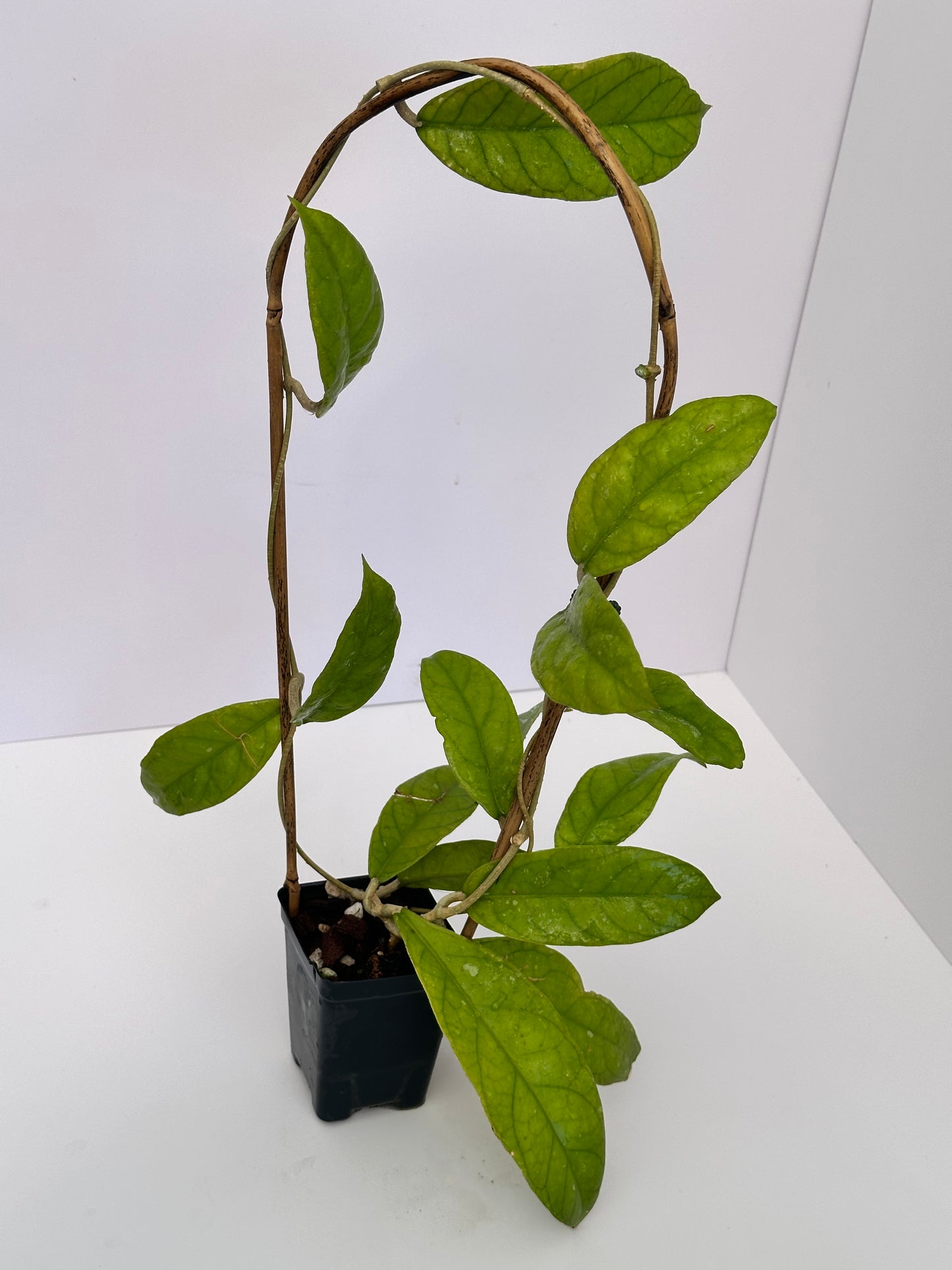 Hoya ‘Alyona’