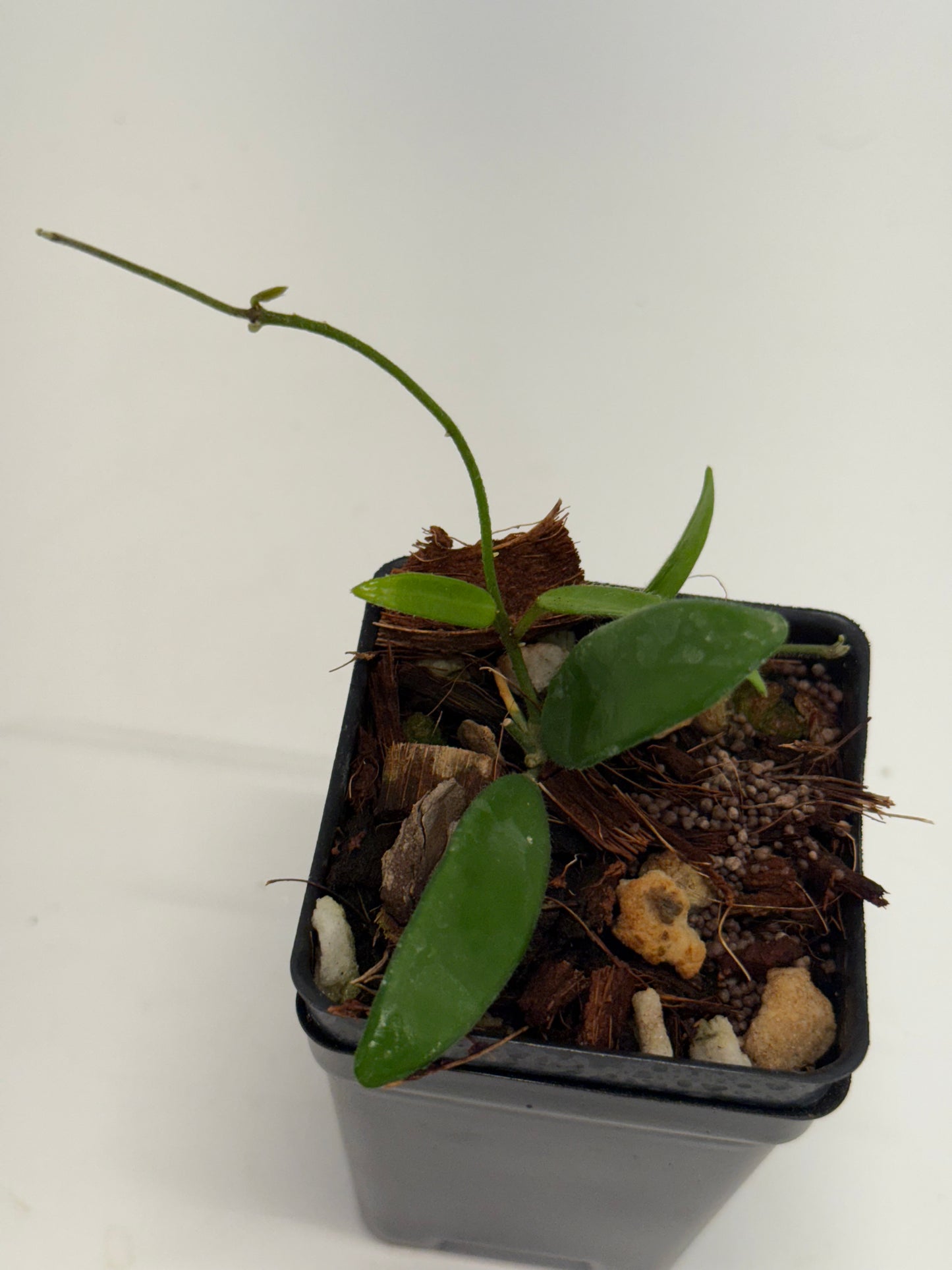 Hoya yuennanensis
