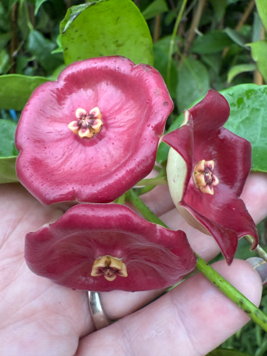 Hoya sp. PNG (red cup flower)