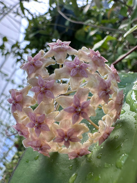 Hoya AH 075 – Nest Tropicals
