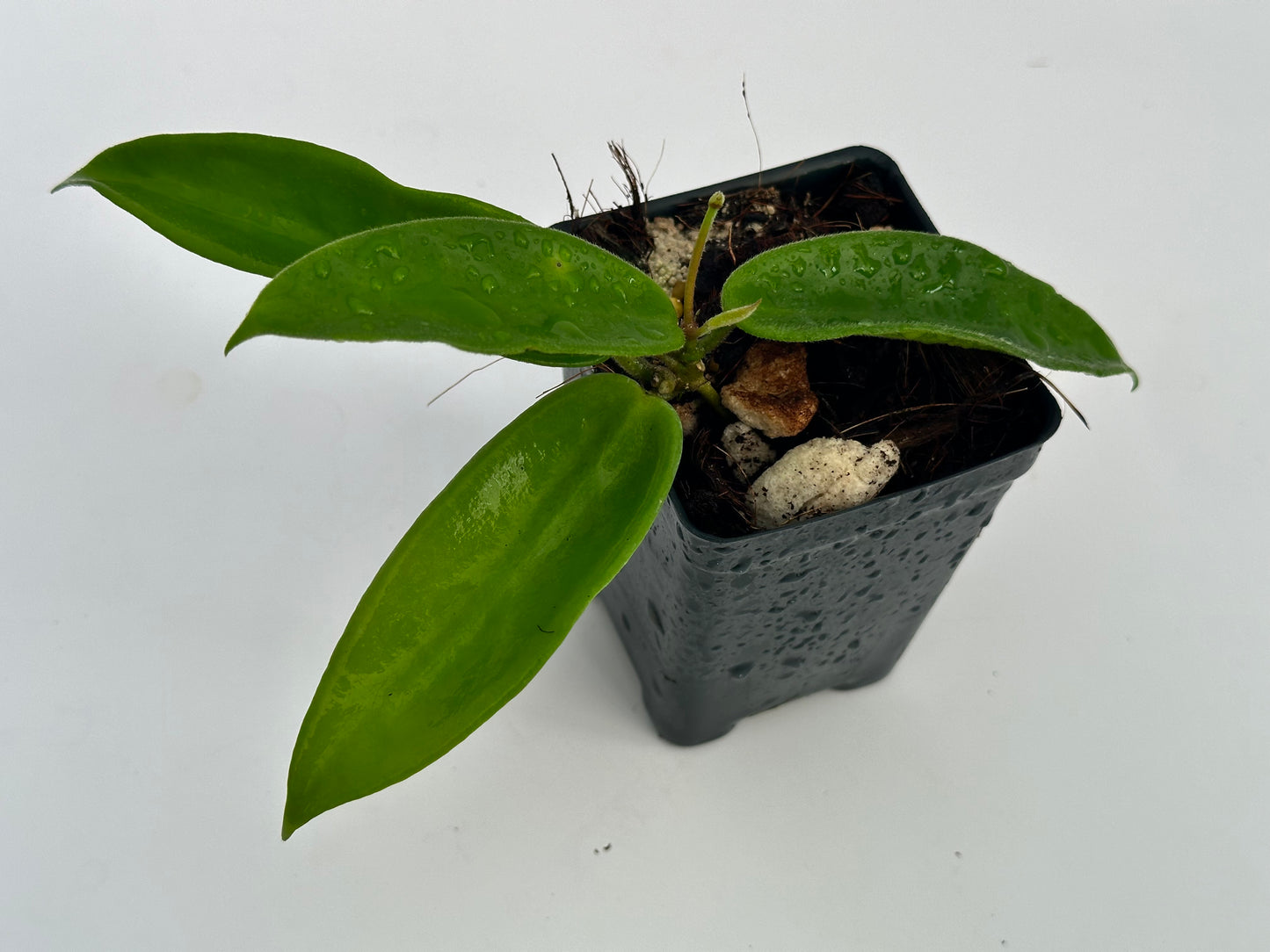 Hoya vangviengiensis LT 10-076