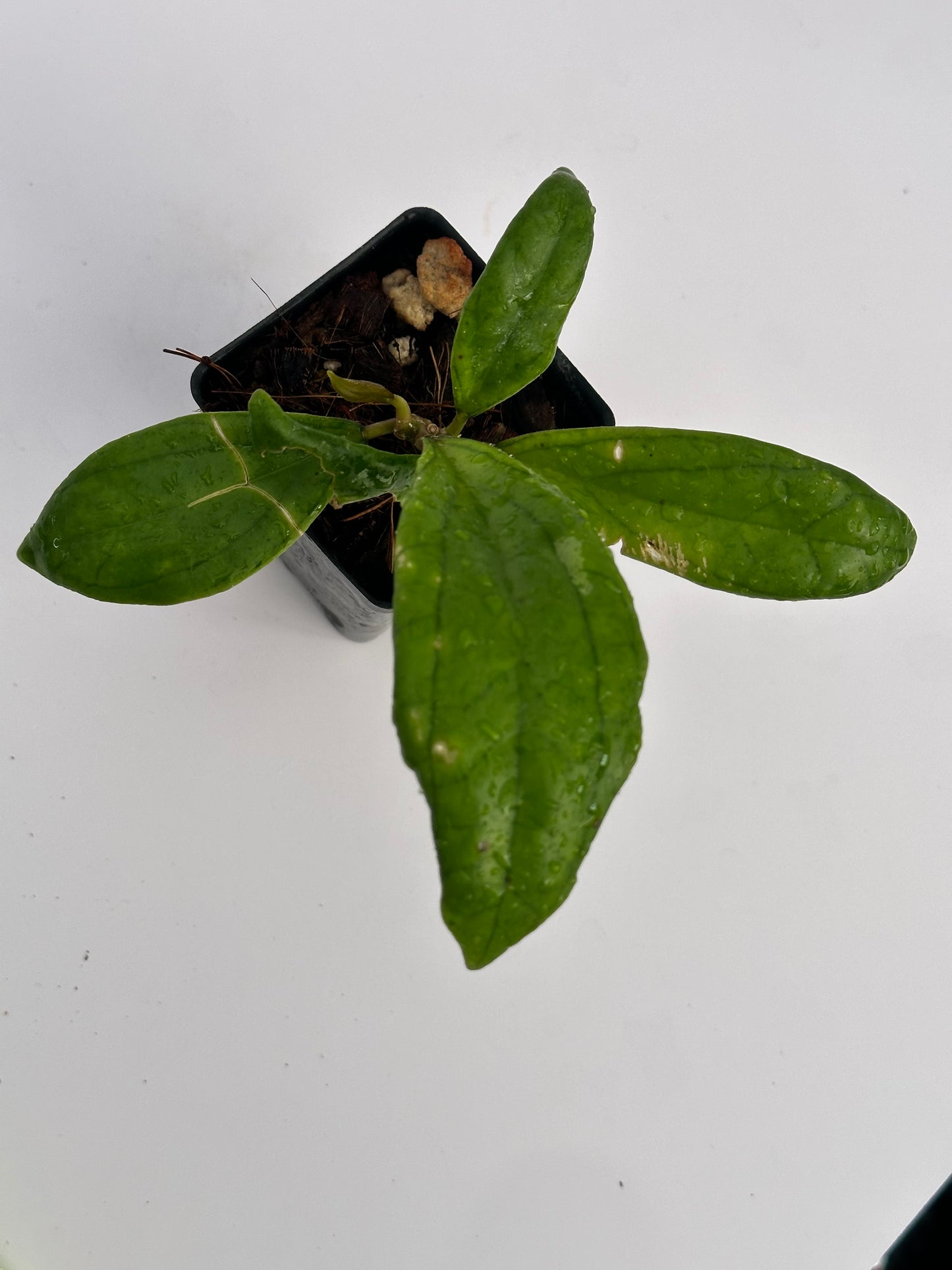 Hoya RHM 1307