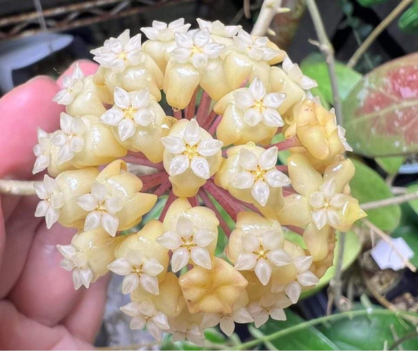 Hoya 'Sweet Elsie' RHM 1307 – Nest Tropicals