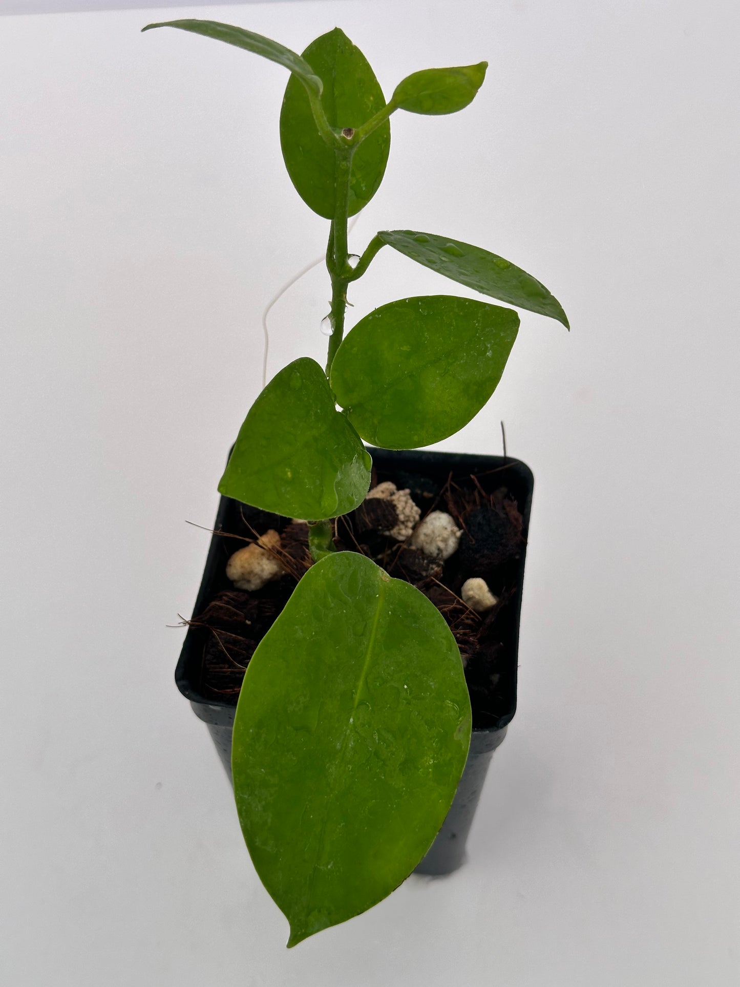 Hoya ‘Pinkie’