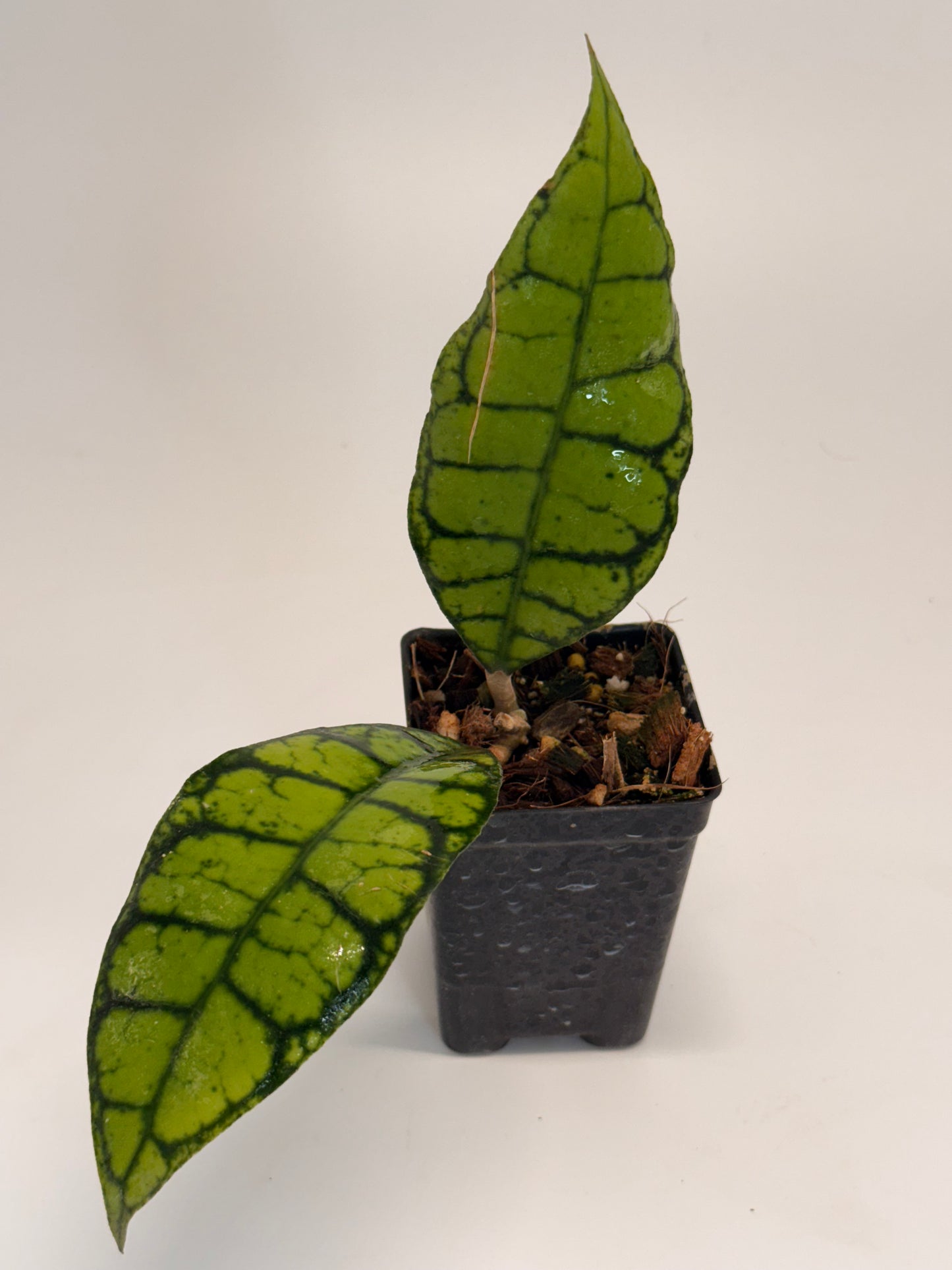 Hoya callistophylla 'Black Cat'