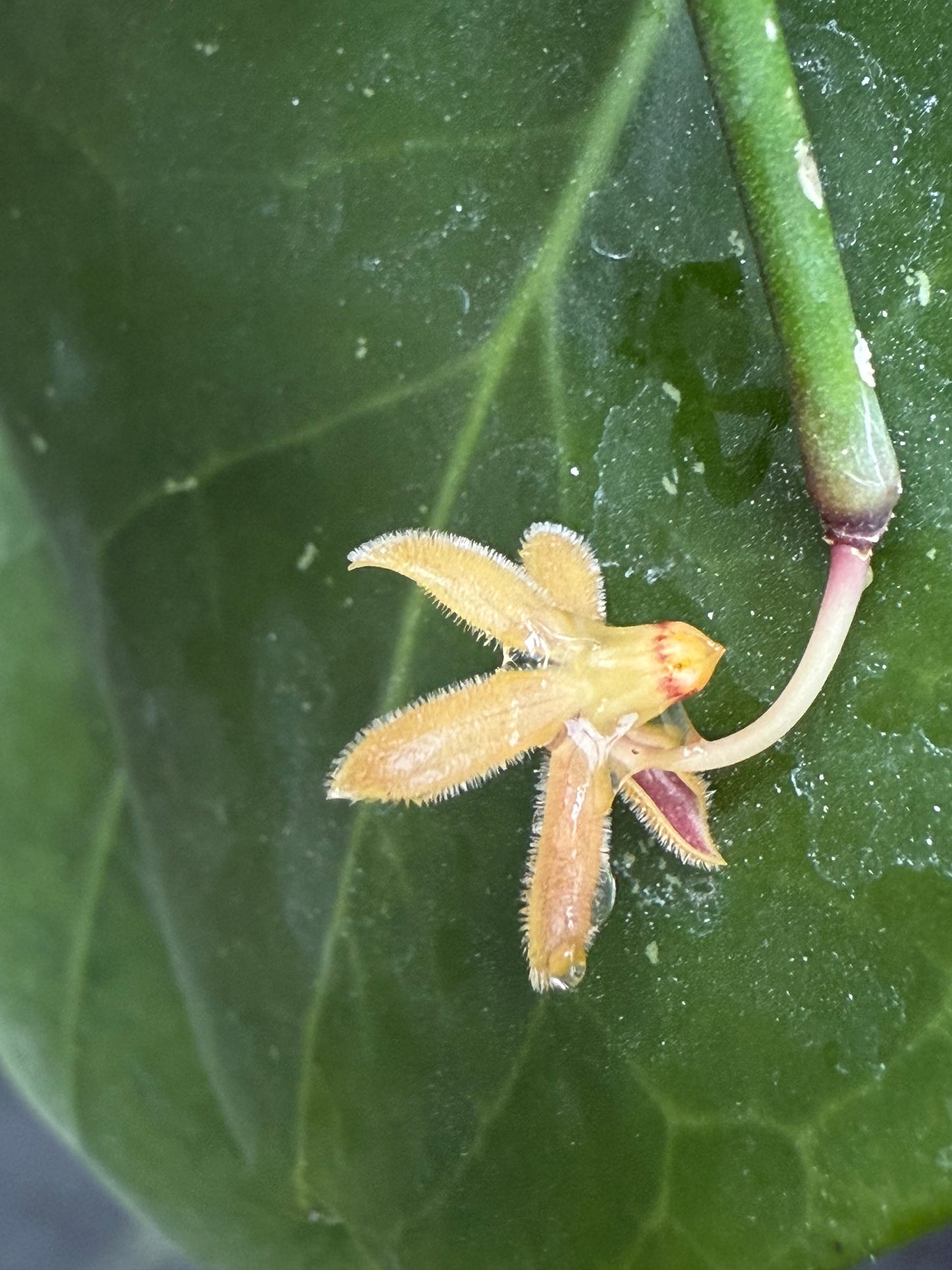 Hoya retrorsa