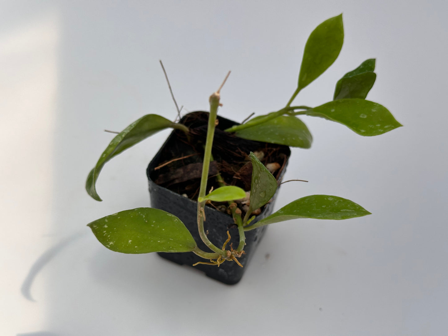 Hoya walliniana UT 152