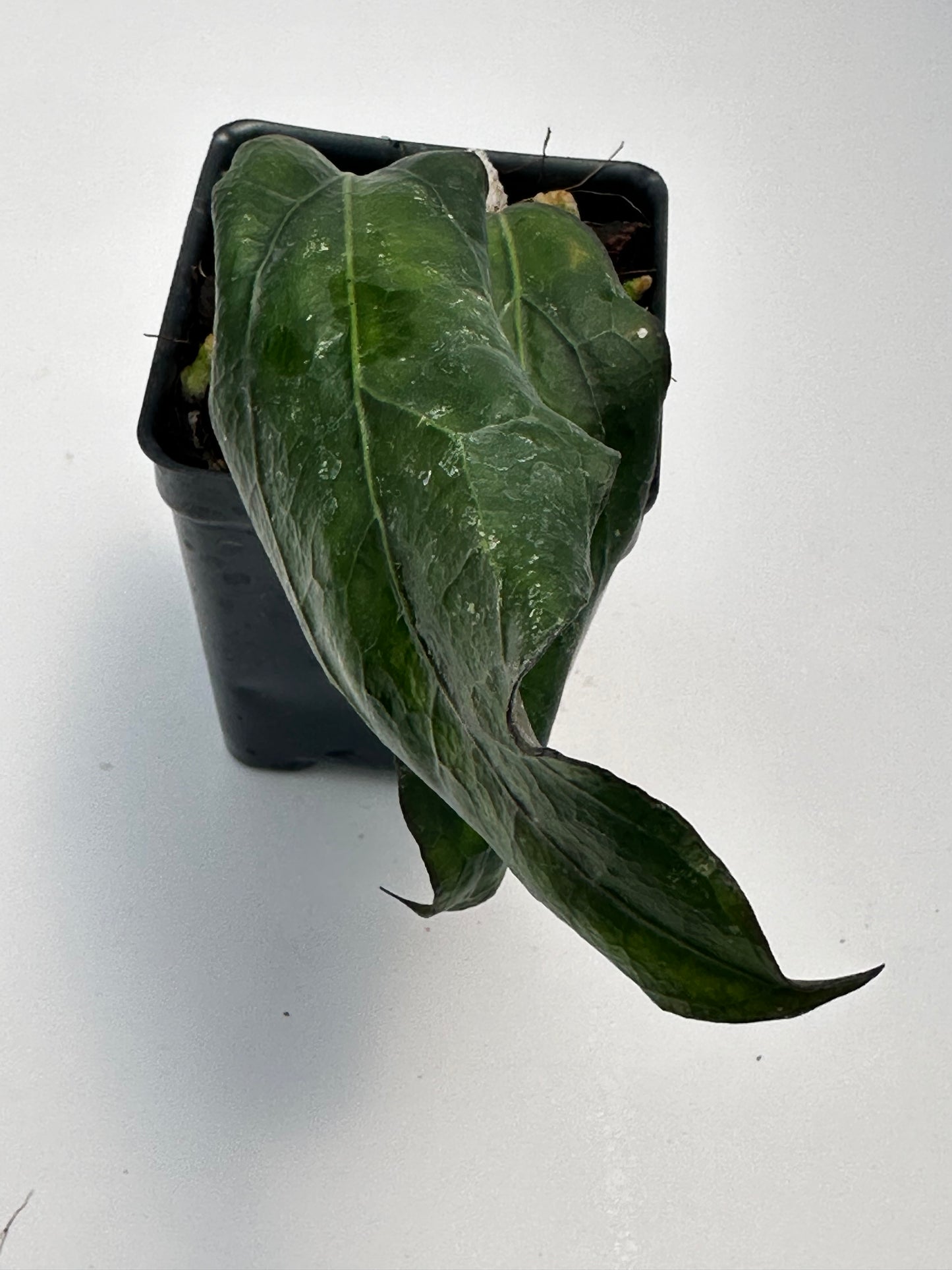 Hoya ‘Swiffer’s Treat’ SS 27-108