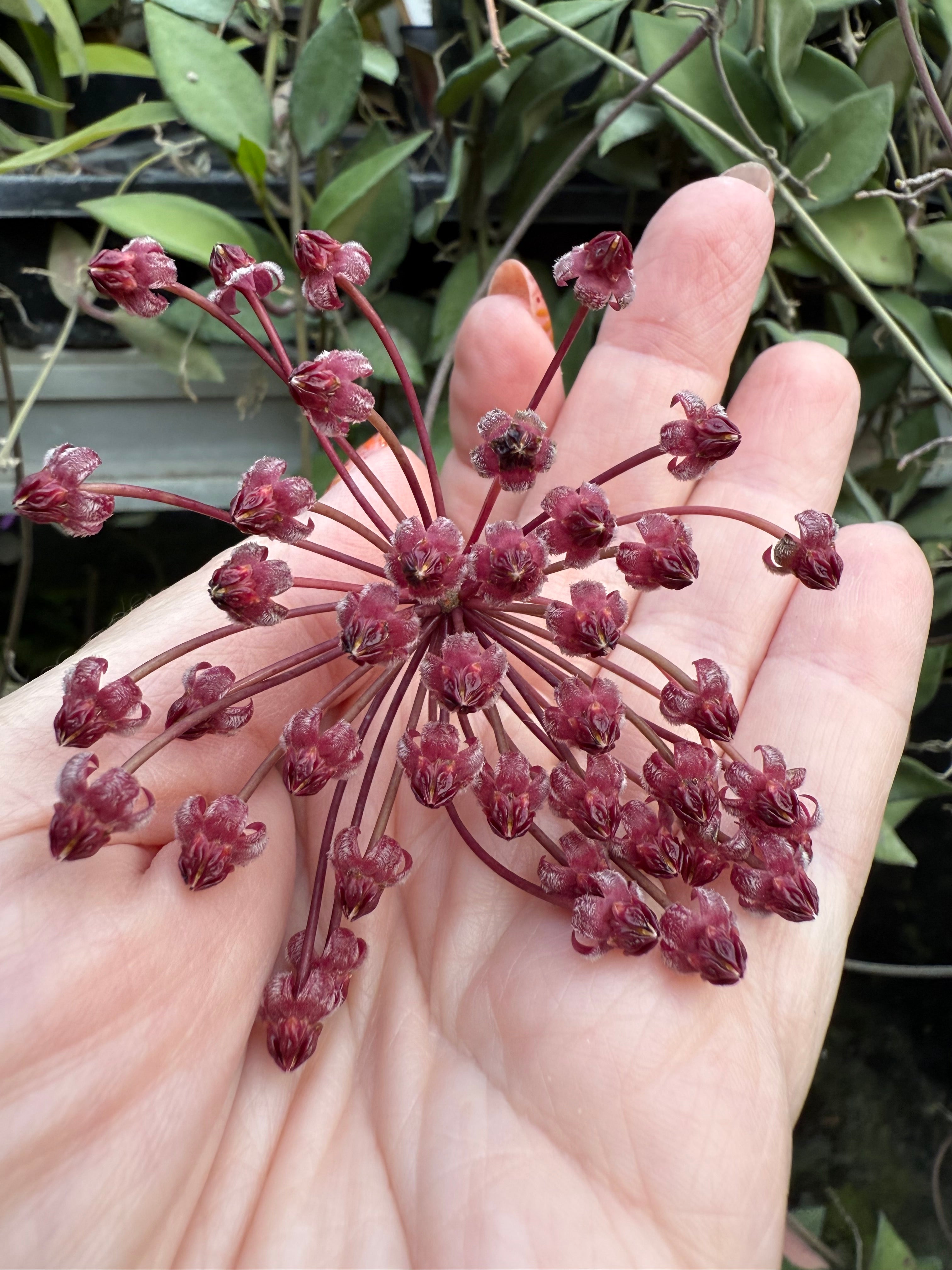 Hoya, Hoya, and More Hoya – Page 2 – Nest Tropicals