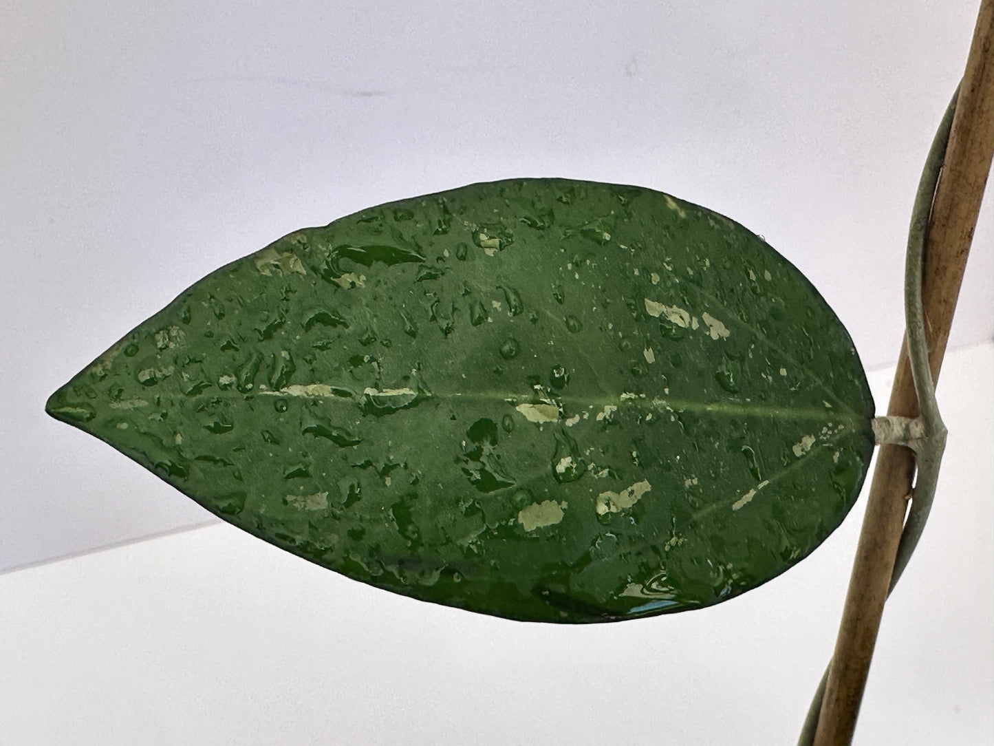 Hoya KSB 02