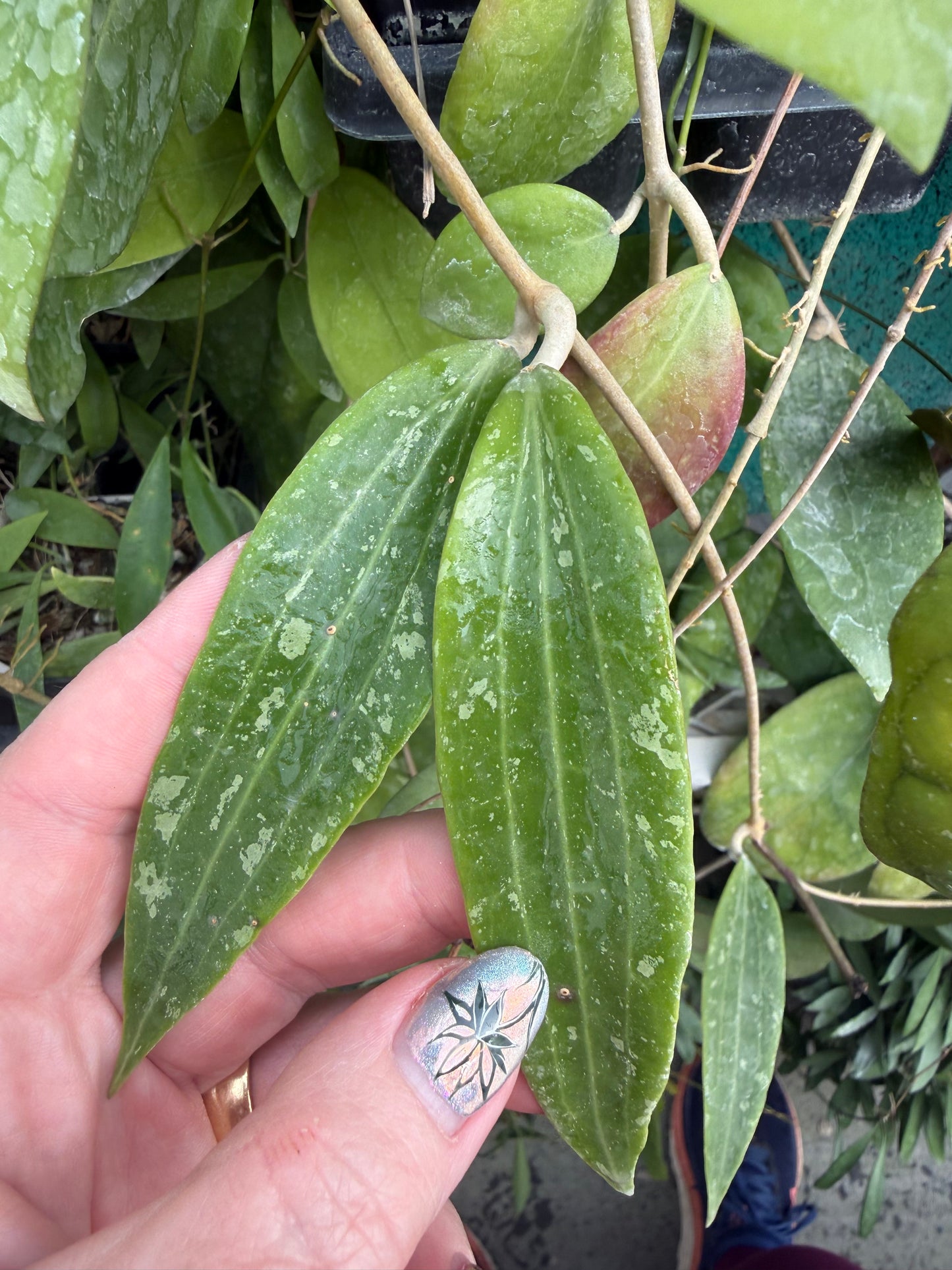 Hoya Seeds (10)
