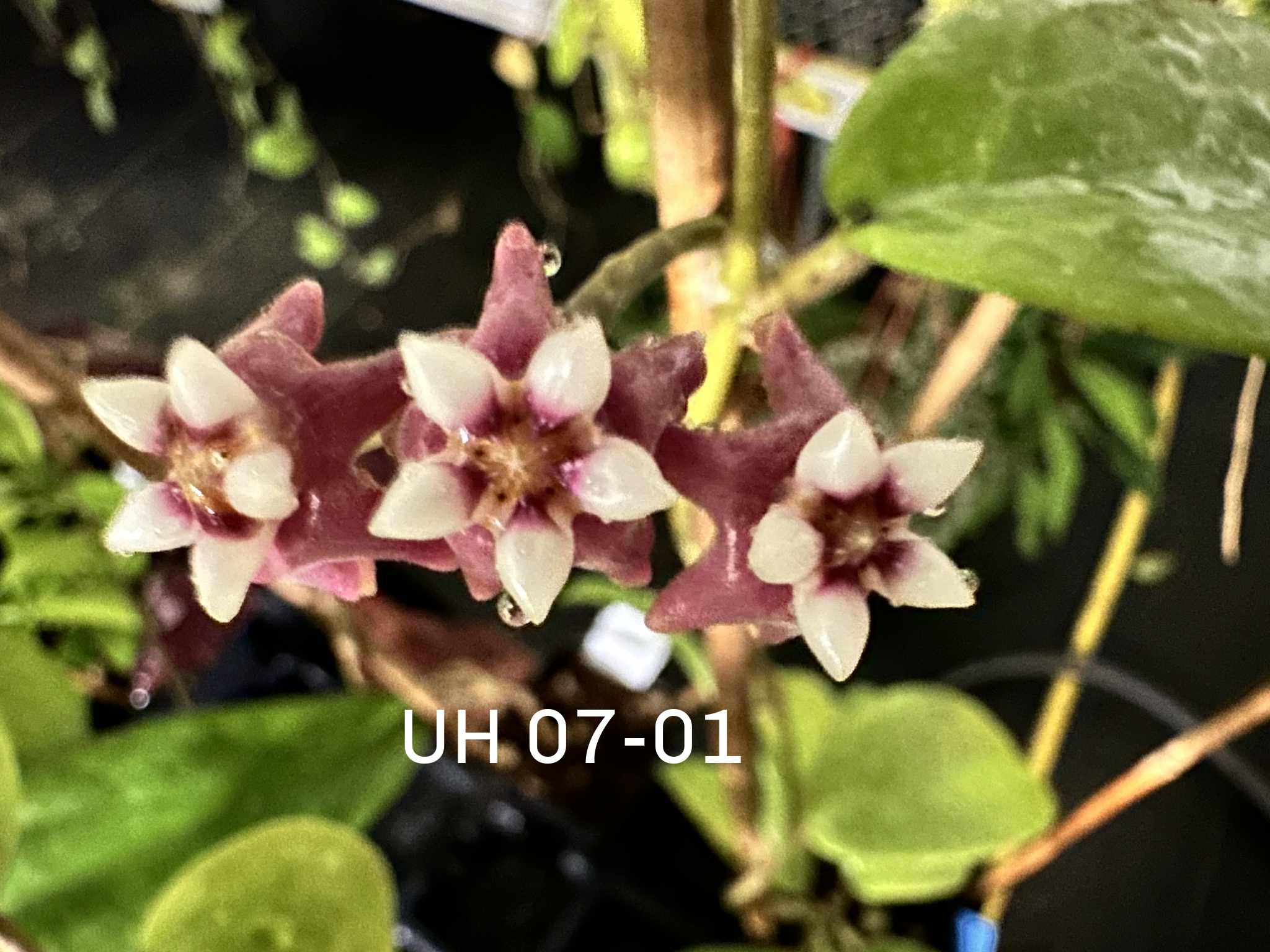 Hoya Seeds (10) – Nest Tropicals