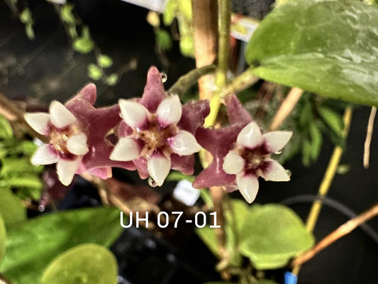 Hoya Seeds (10)