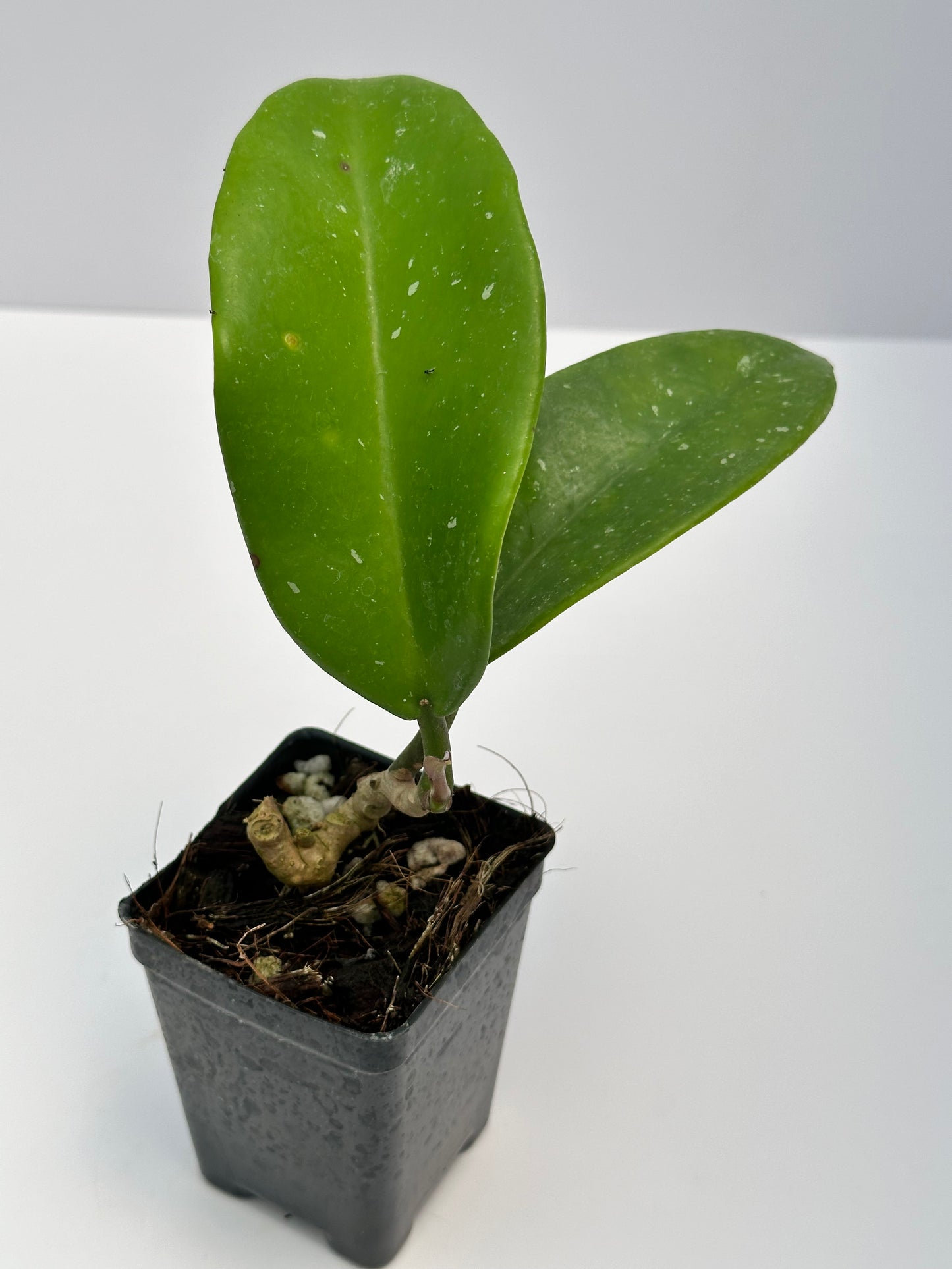 Hoya monetteae