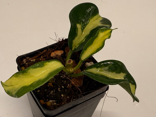 A5A447D0-11C0-41D2-9467-