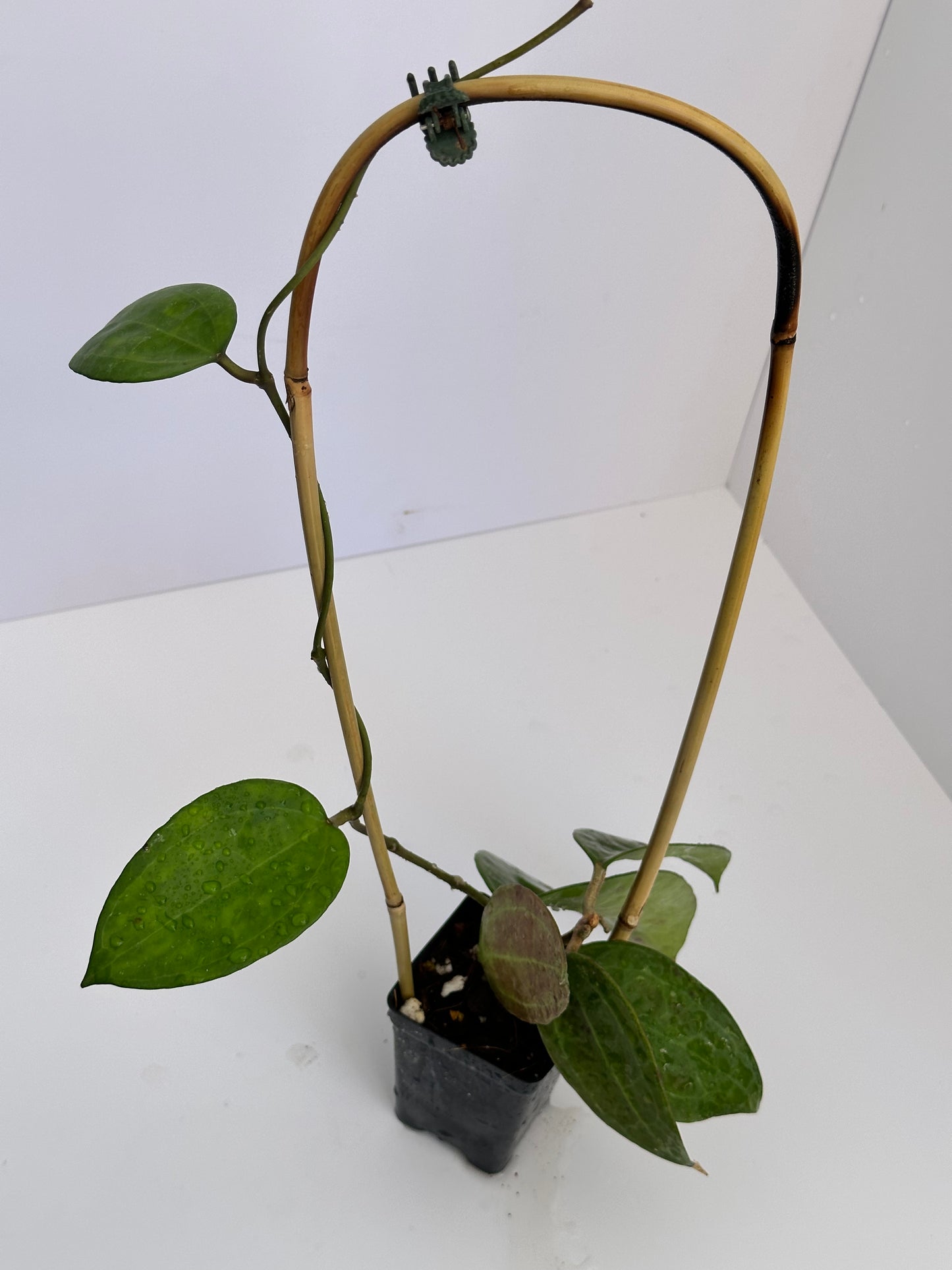 Hoya sp. IV from WMZ – Nest Tropicals Hoya sp. IV from WMZ – Nest Tropicals