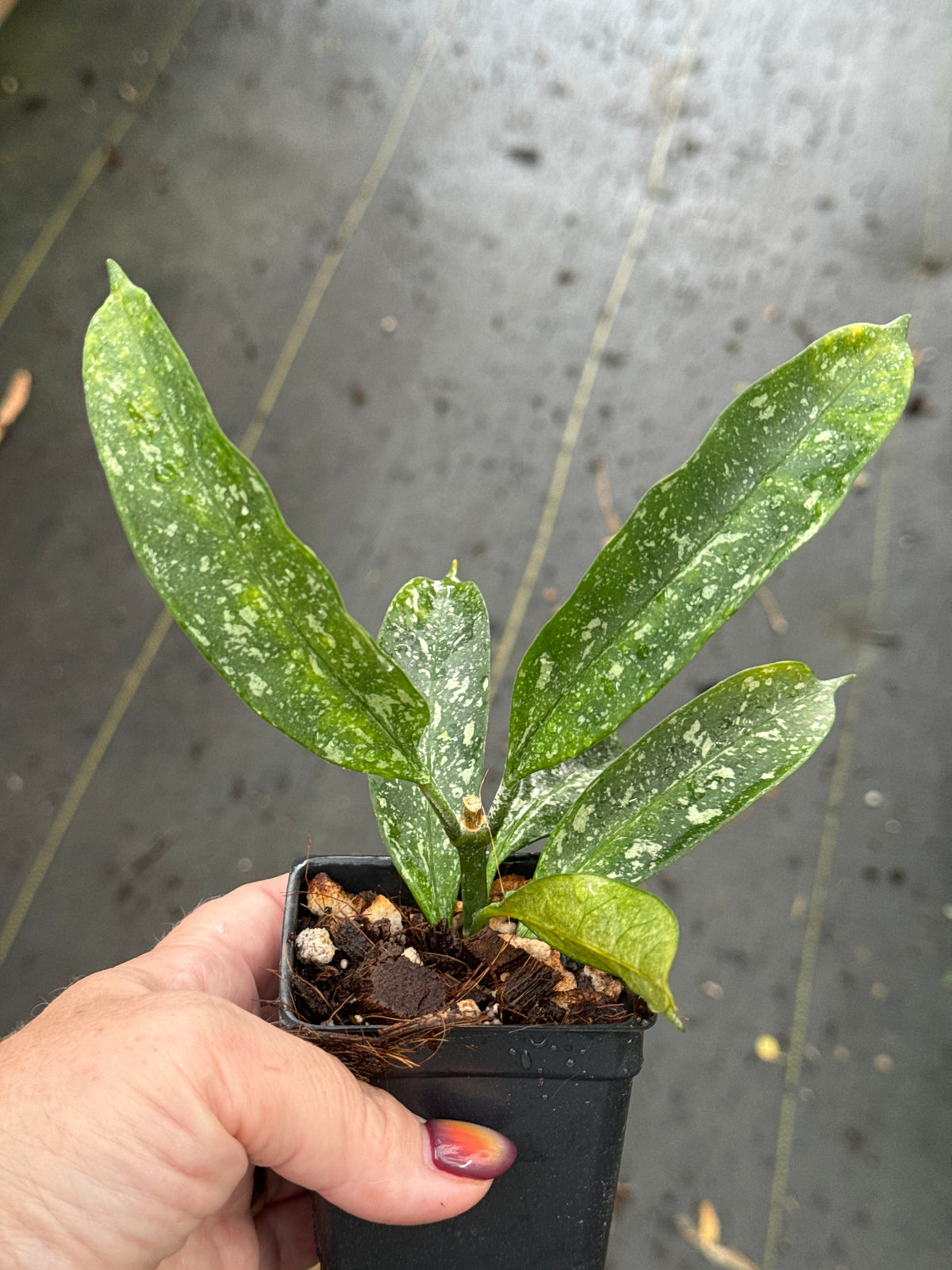 Hoya occultata (splash)