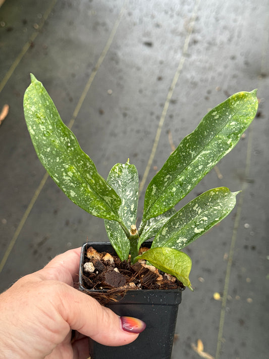 Hoya occultata (splash)
