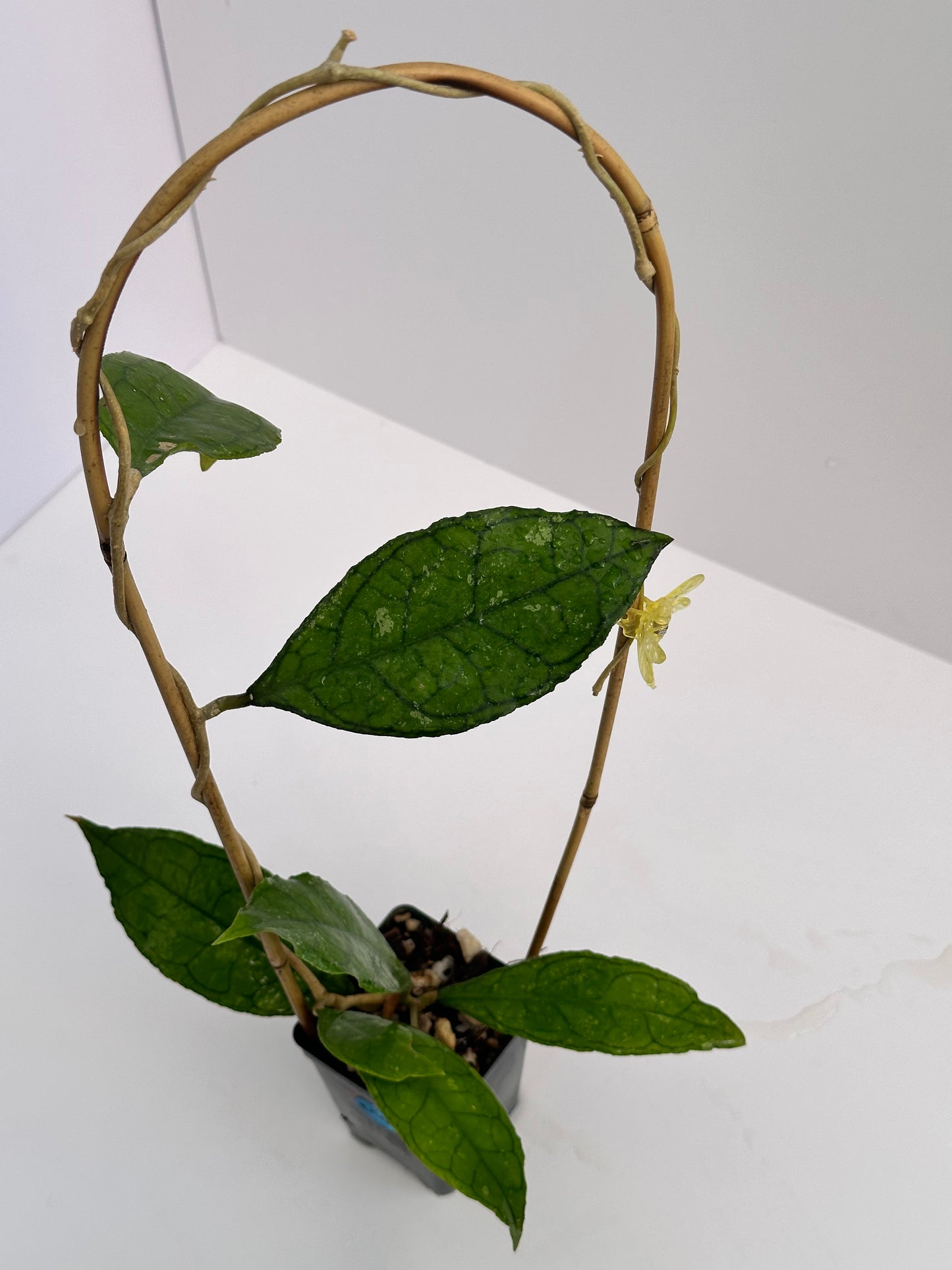 Hoya finlaysonii ‘Olfe’